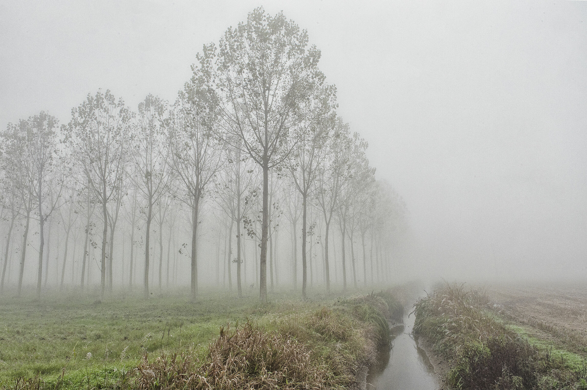 Nebbia in Lomellina 3