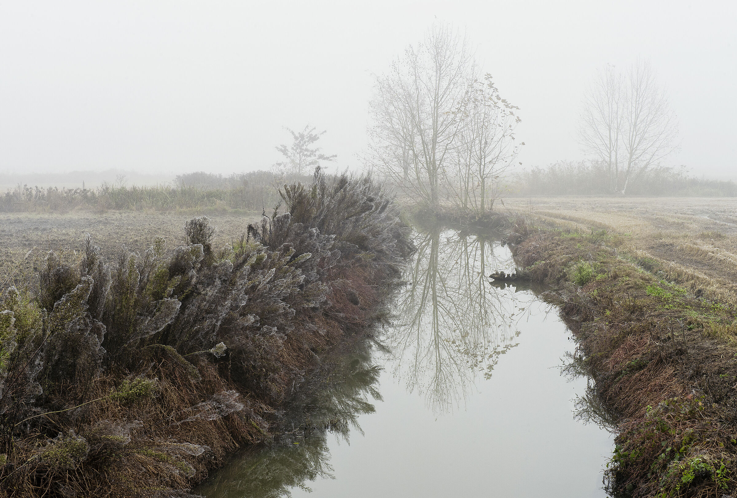 Nebbia in Lomellina 4