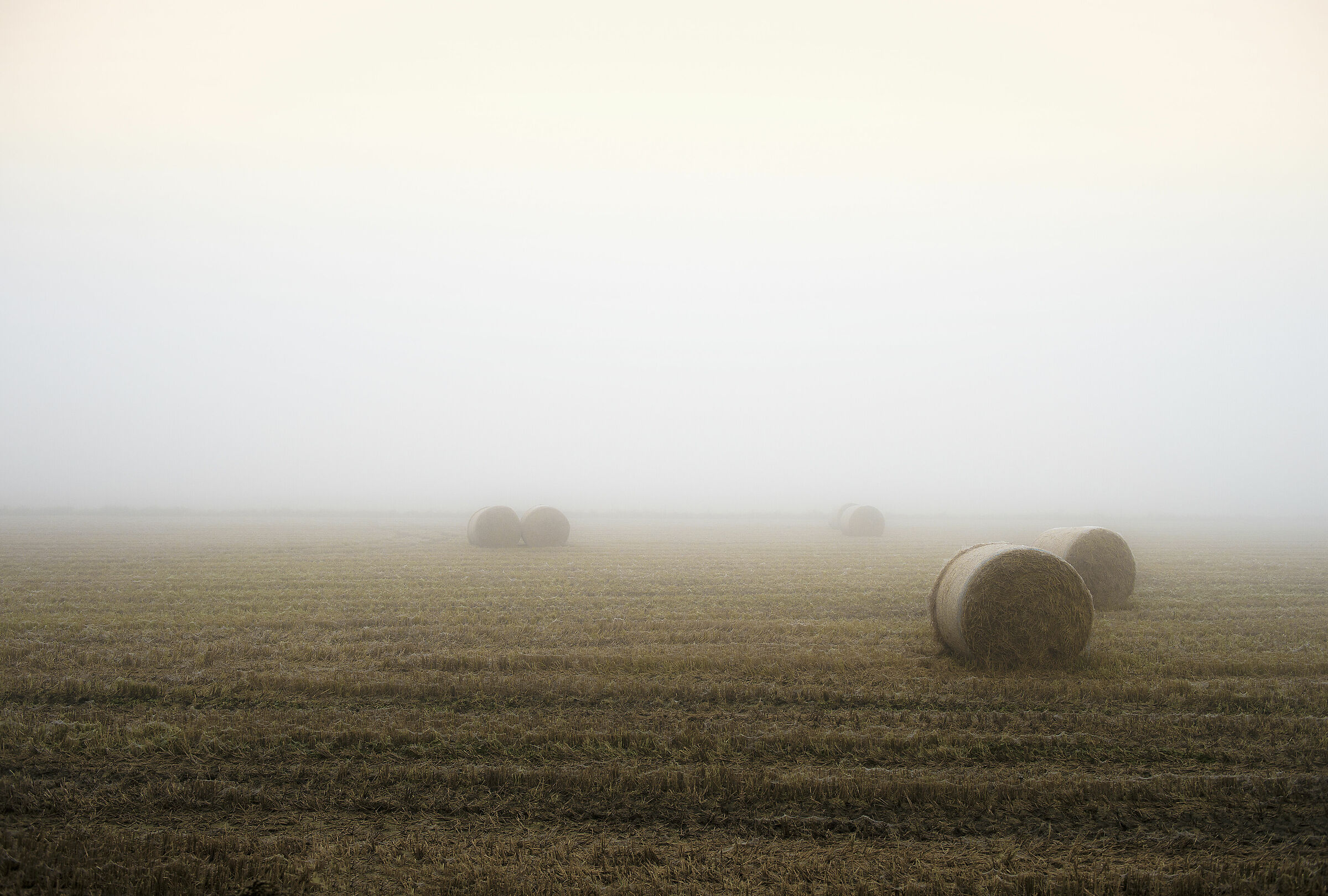 Nebbia in Lomellina 5