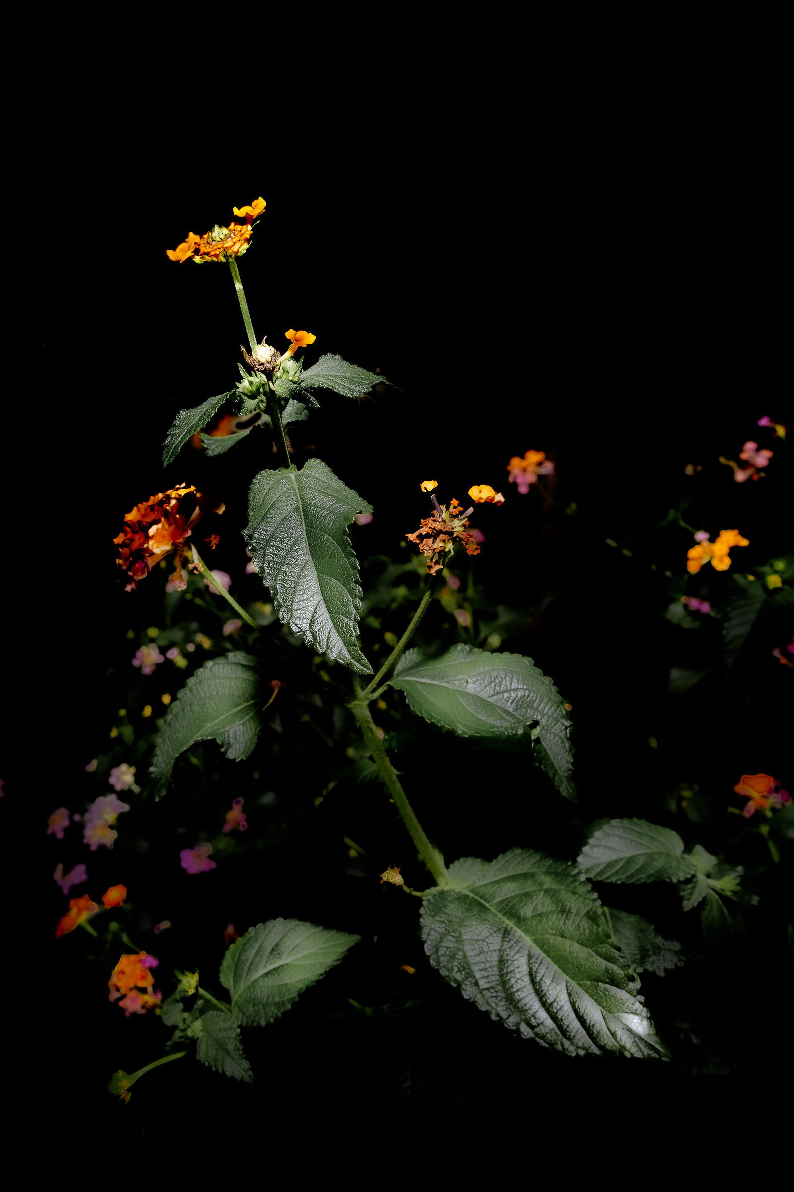 Flashes of light