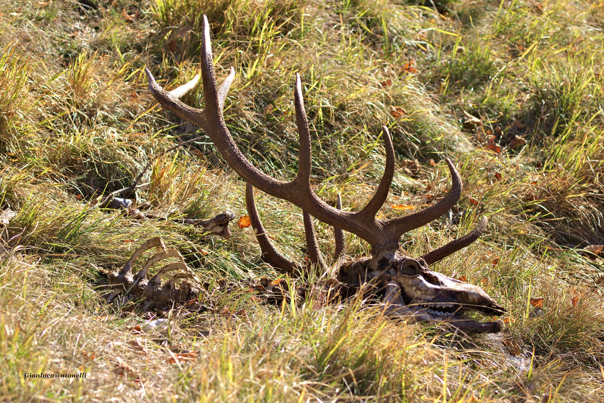 Deer Carcass