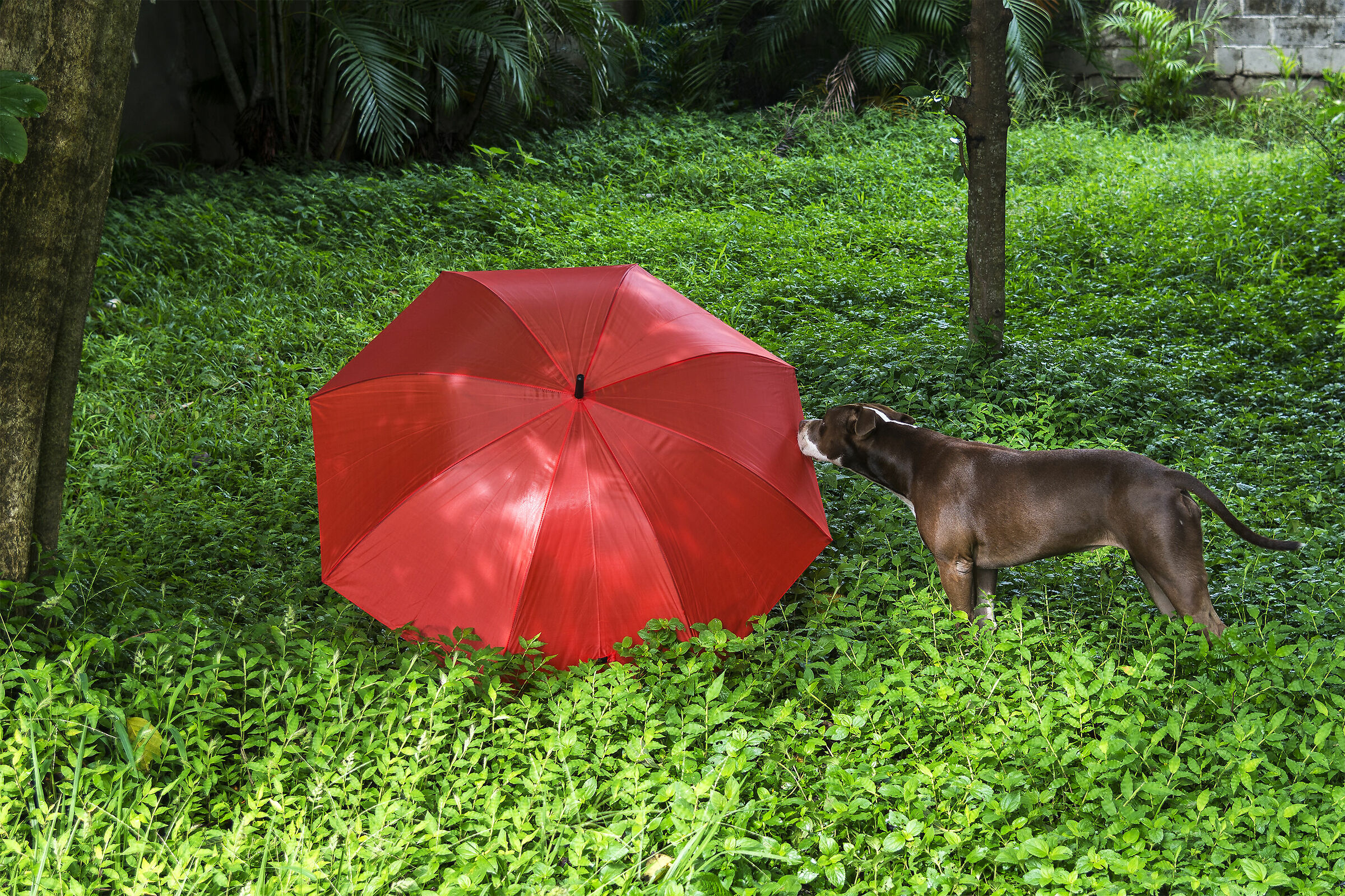 Gia e l?ombrello rosso
