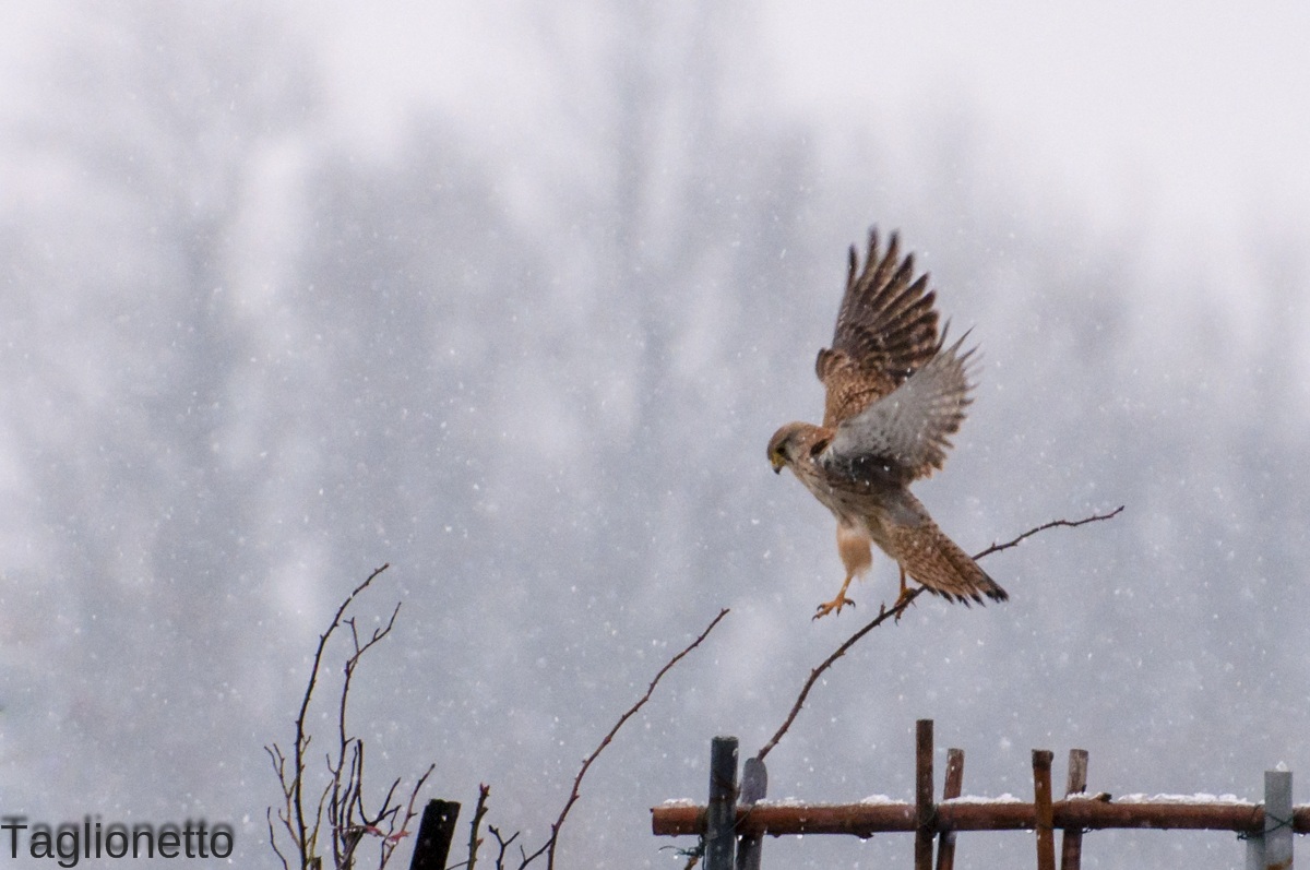 il mio primo piccolo rapace