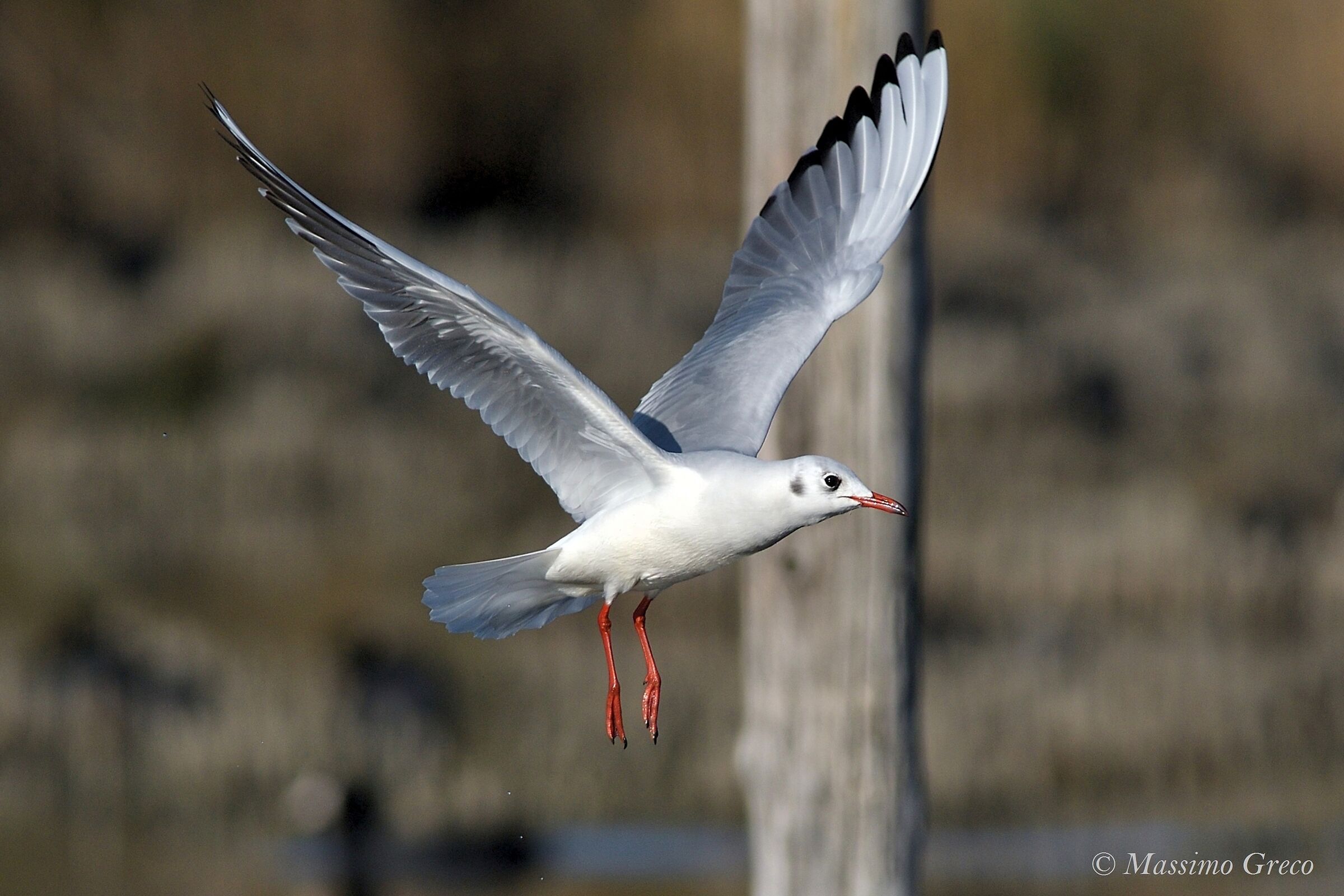 Gabbiano comune	Chroicocephalus ridibundus