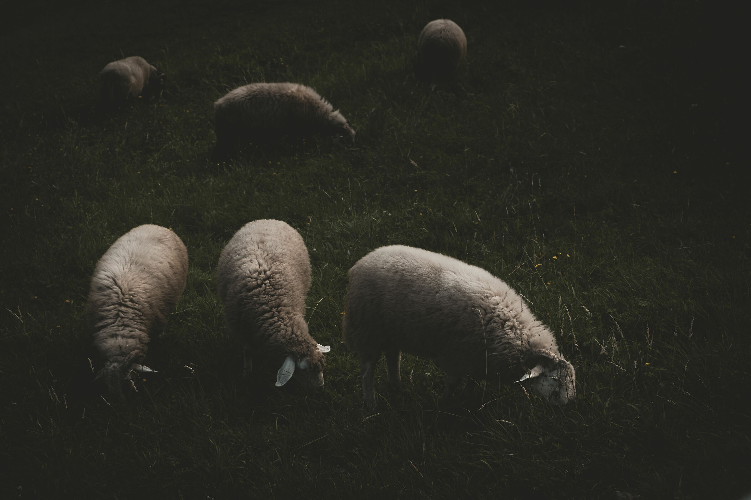 Grazing in Valtellina