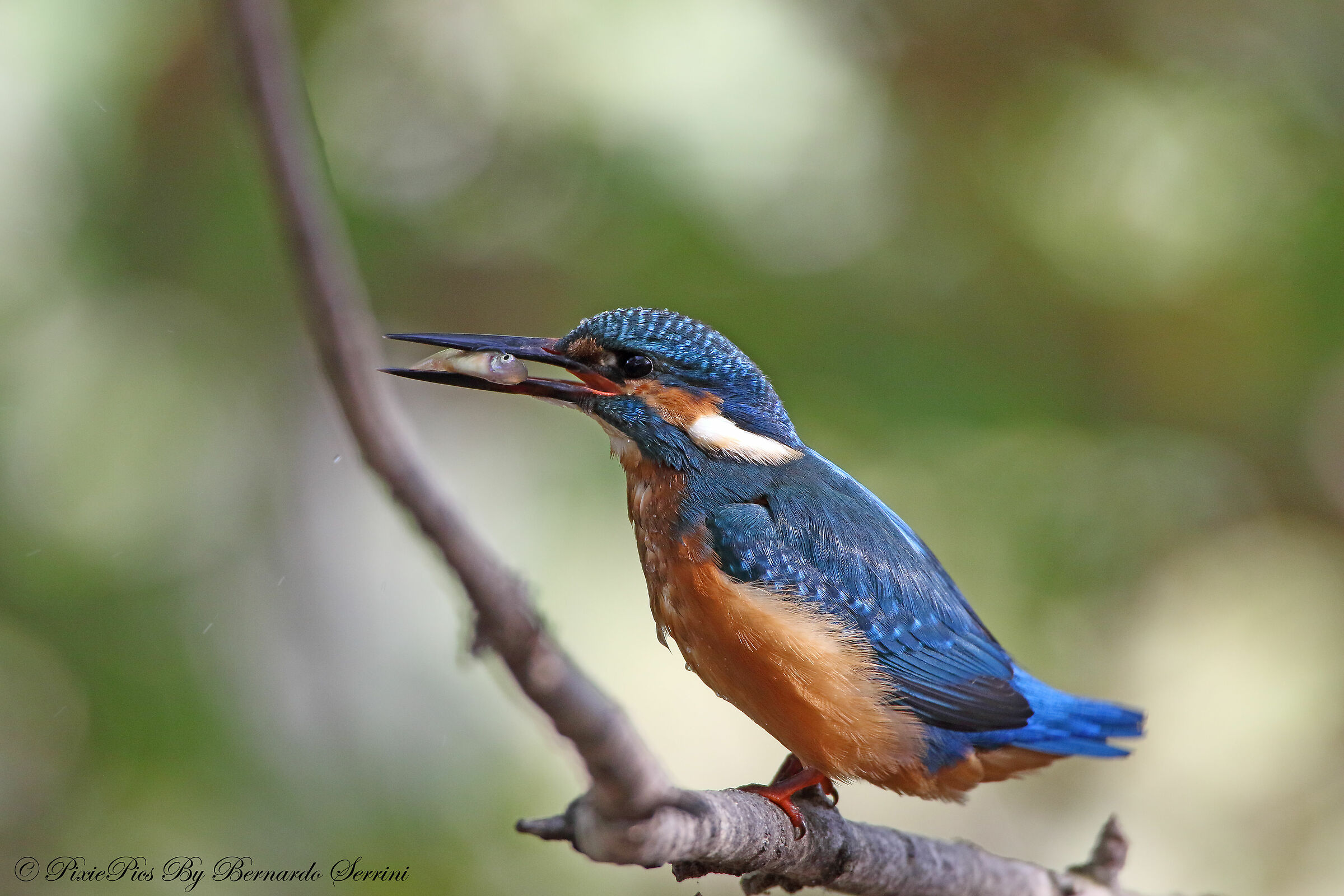 Kingfisher