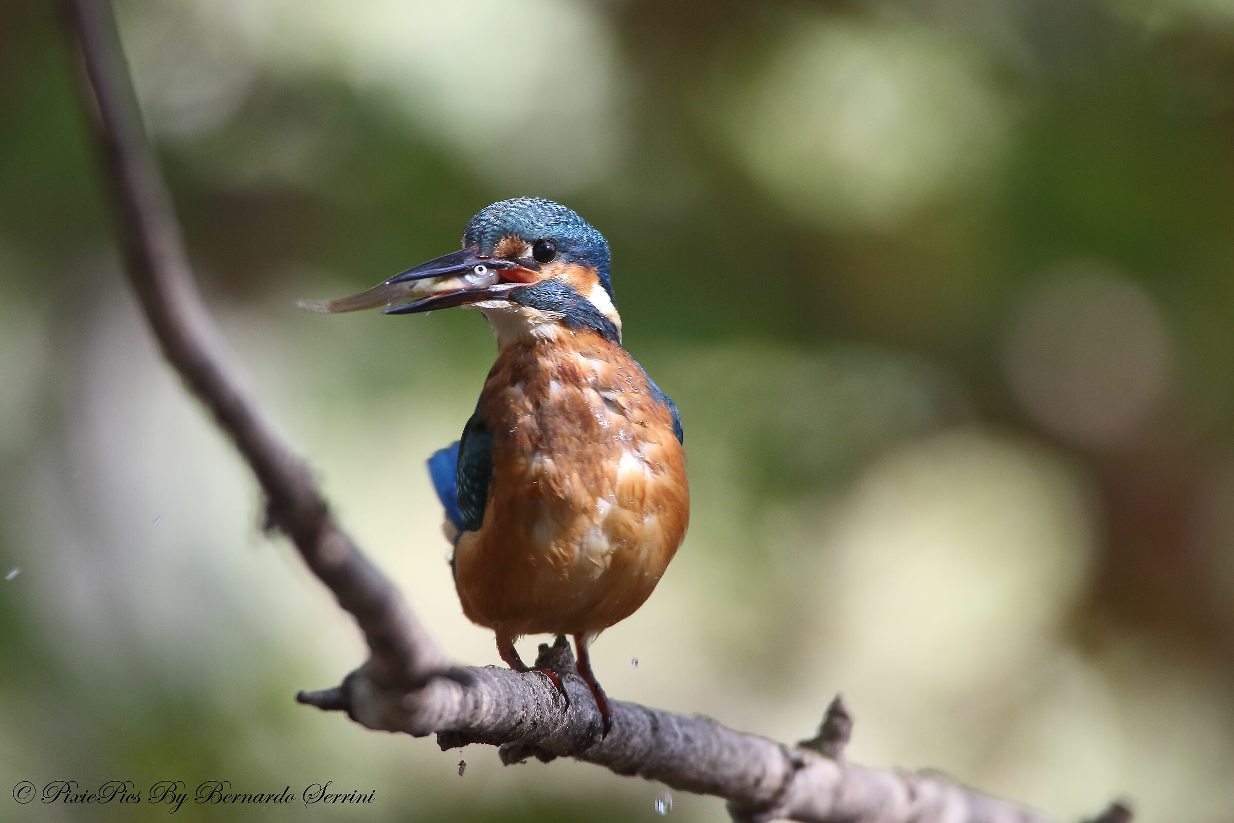 Kingfisher