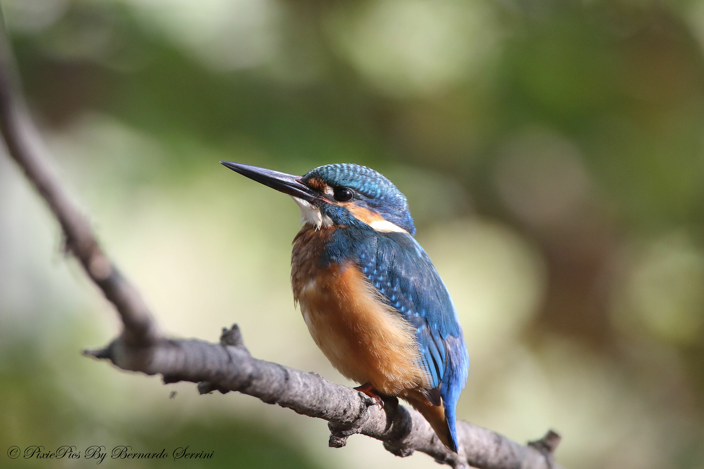 Kingfisher