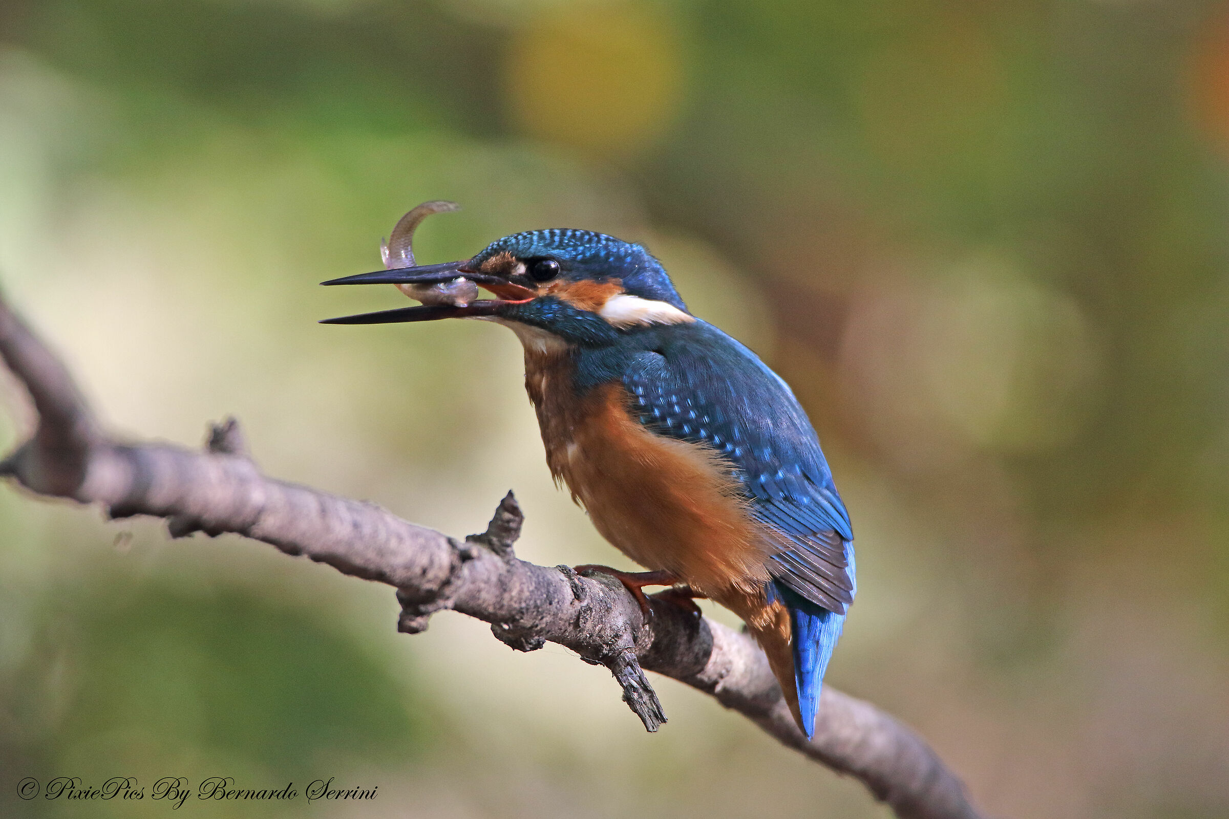 Kingfisher