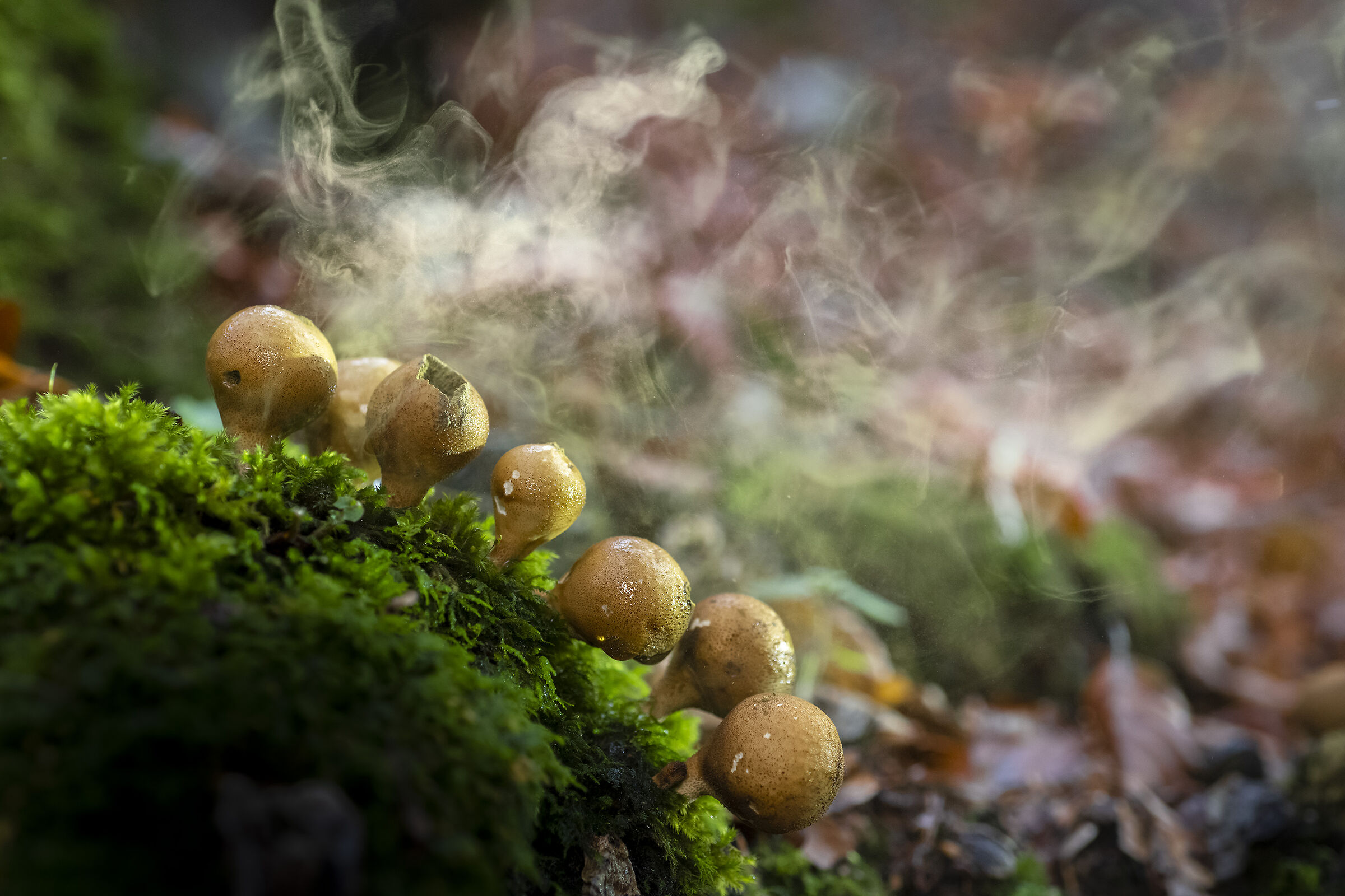 Lycoperdon pyriforme - Dispersione delle spore