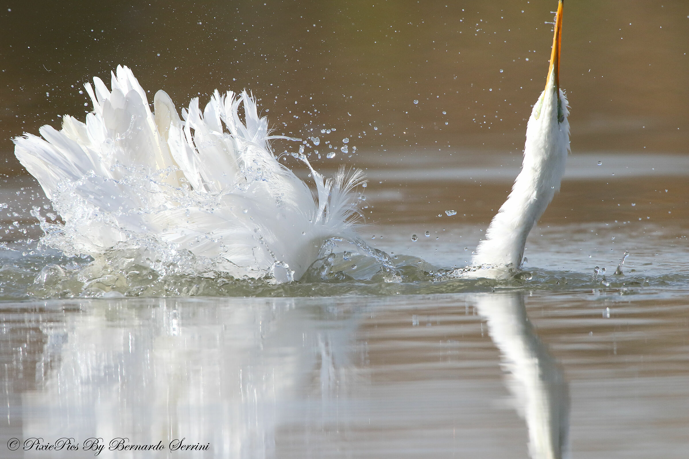 White heron