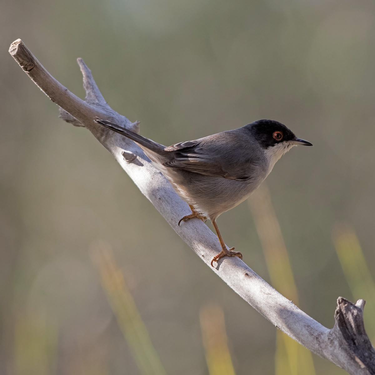 Occhiocotto - Sylvia melanocephala