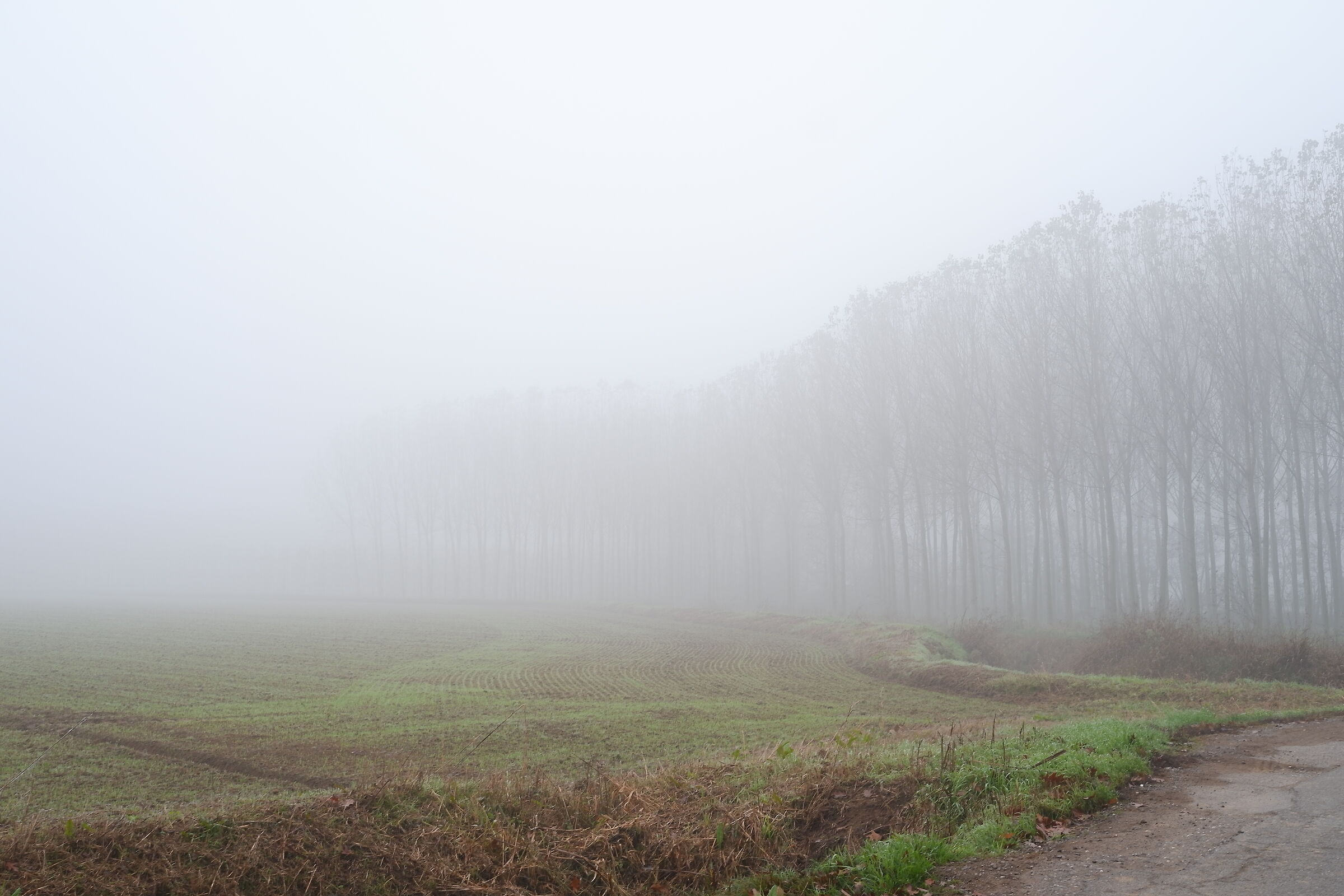 Campagna pavese a novembre