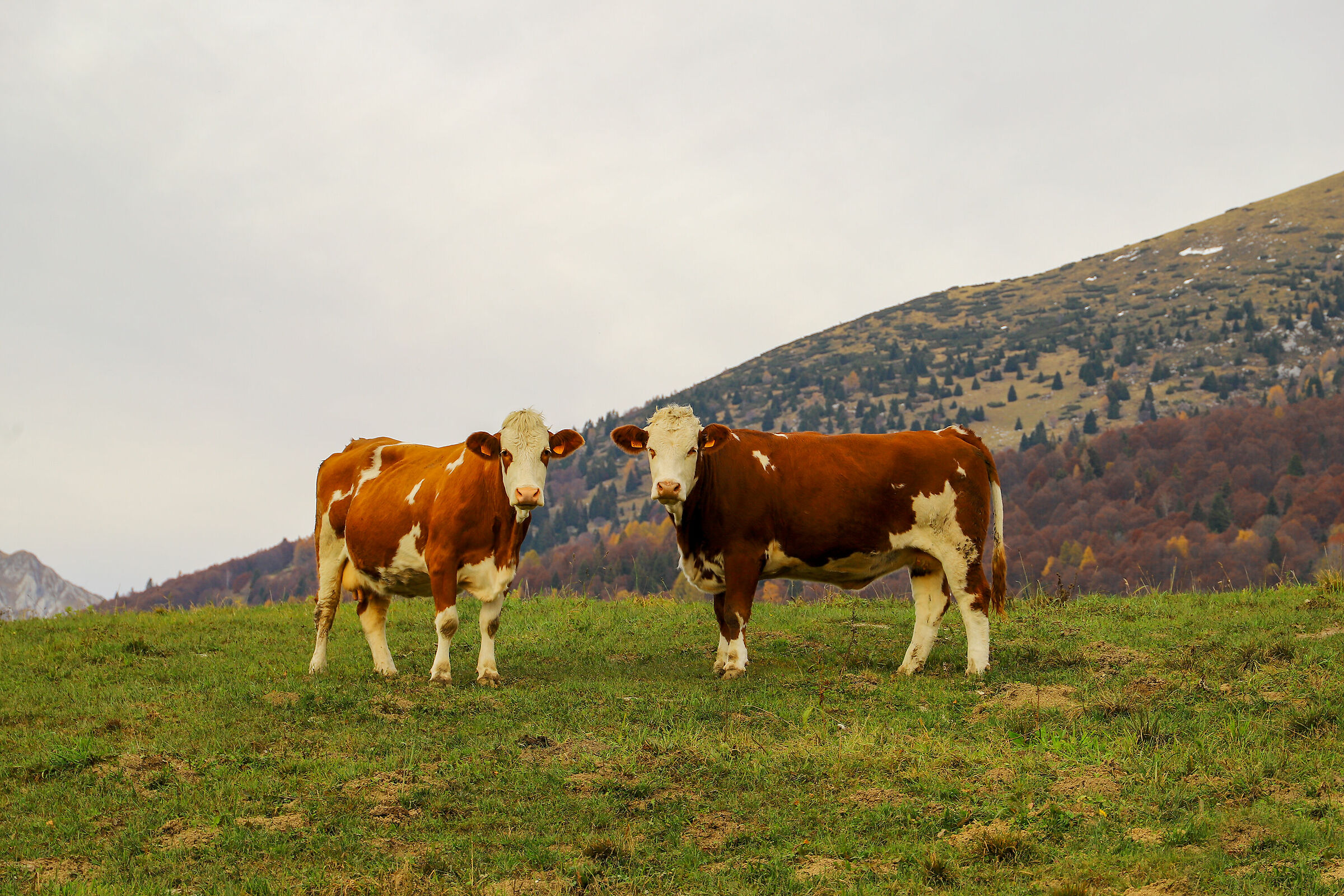 Cohabiting cows