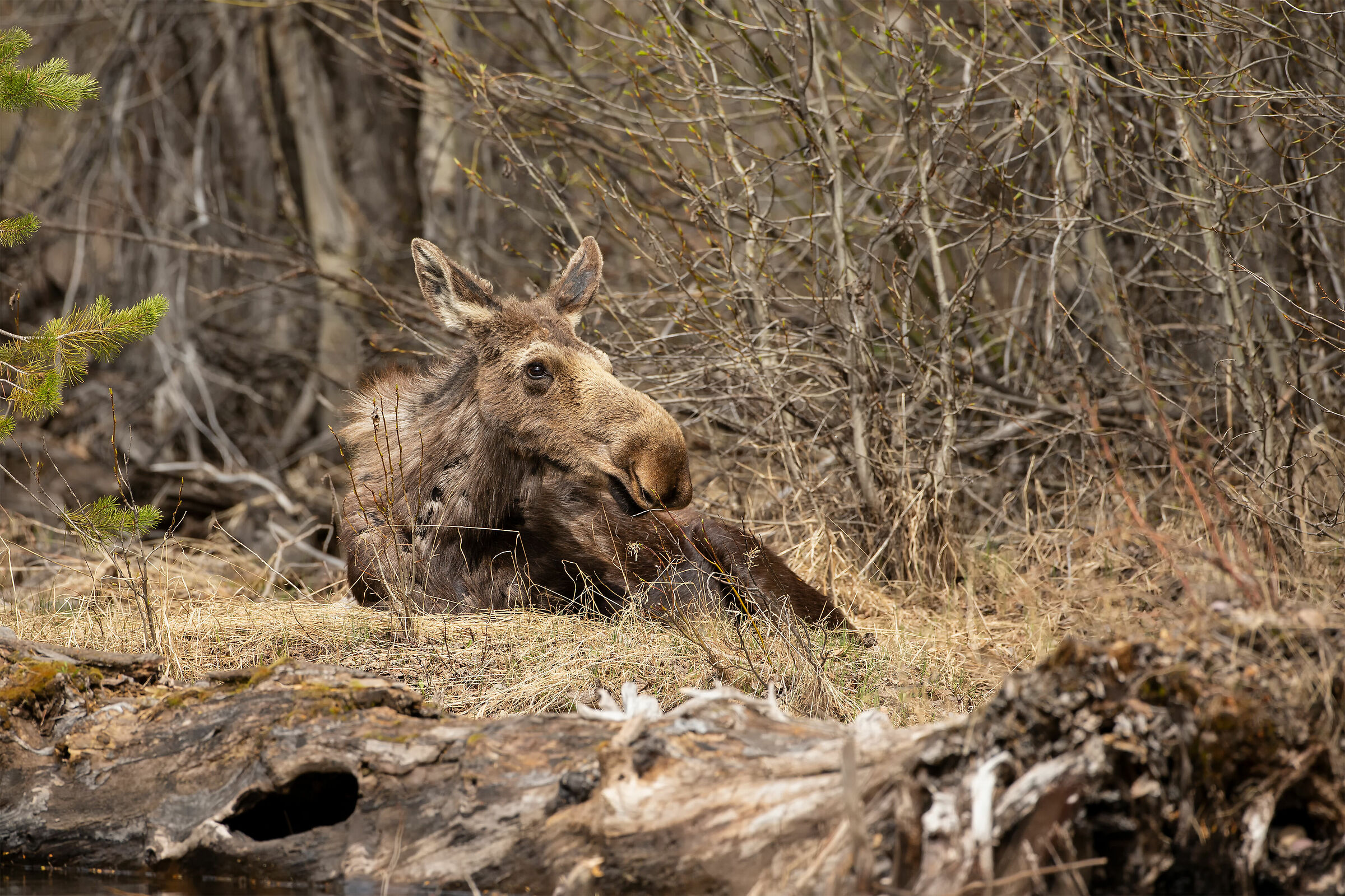 Alces (Alce)