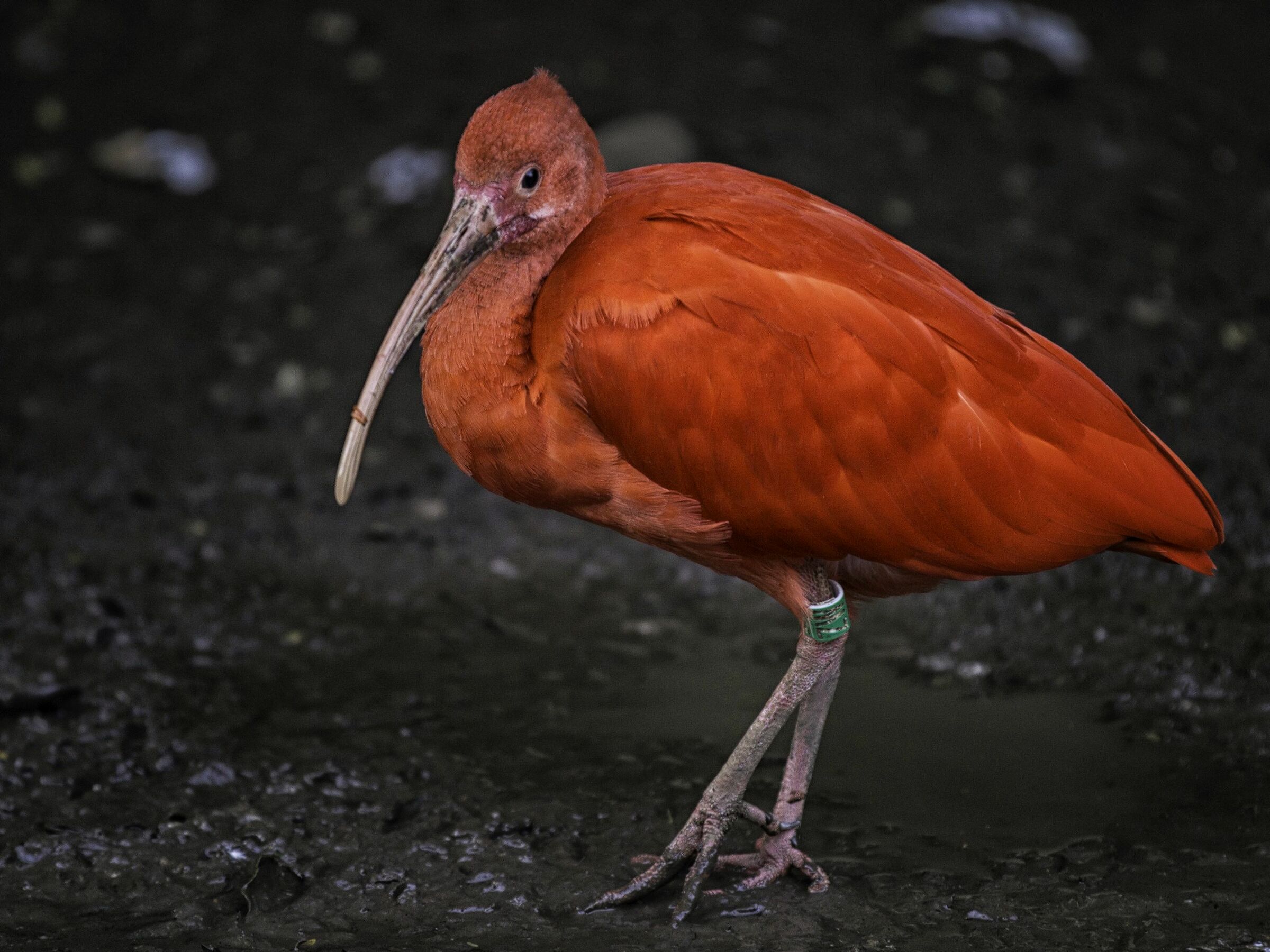 uccellacci - birds