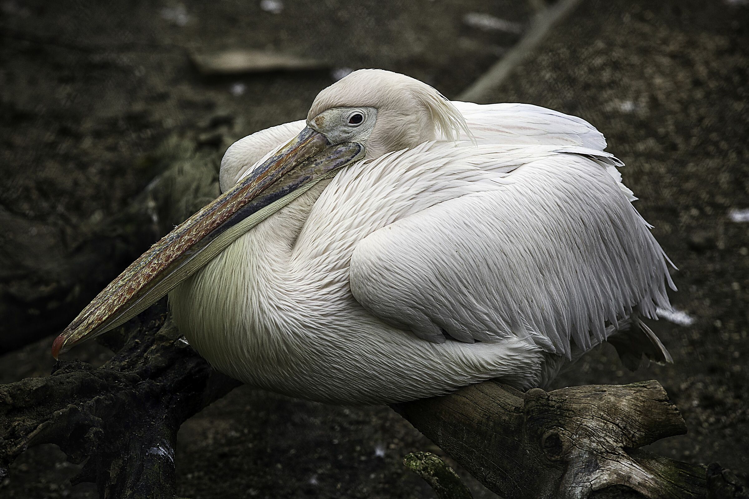 uccellacci - birds