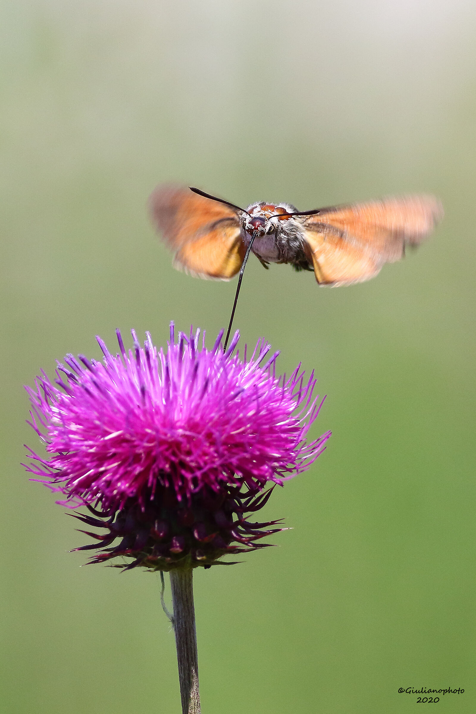 Macroglossum stellatarum