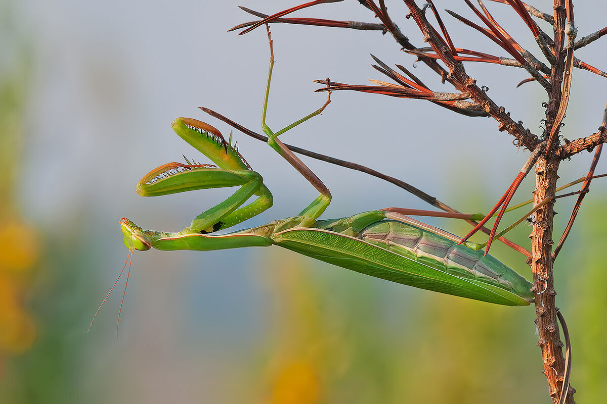 Pregnant praying mantis (Mantis religiosa).