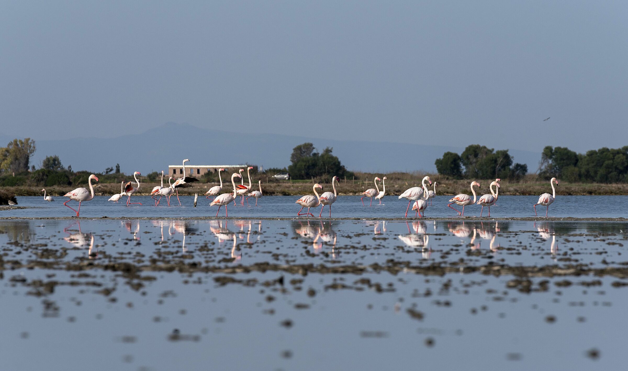 panorama con fenicotteri