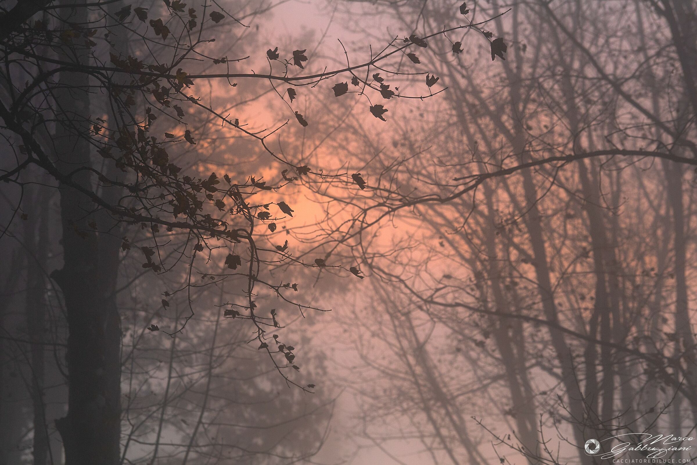 Misty sunset