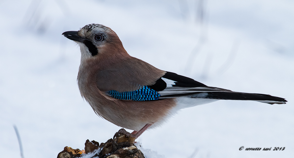 ghiandaia  sulla neve1