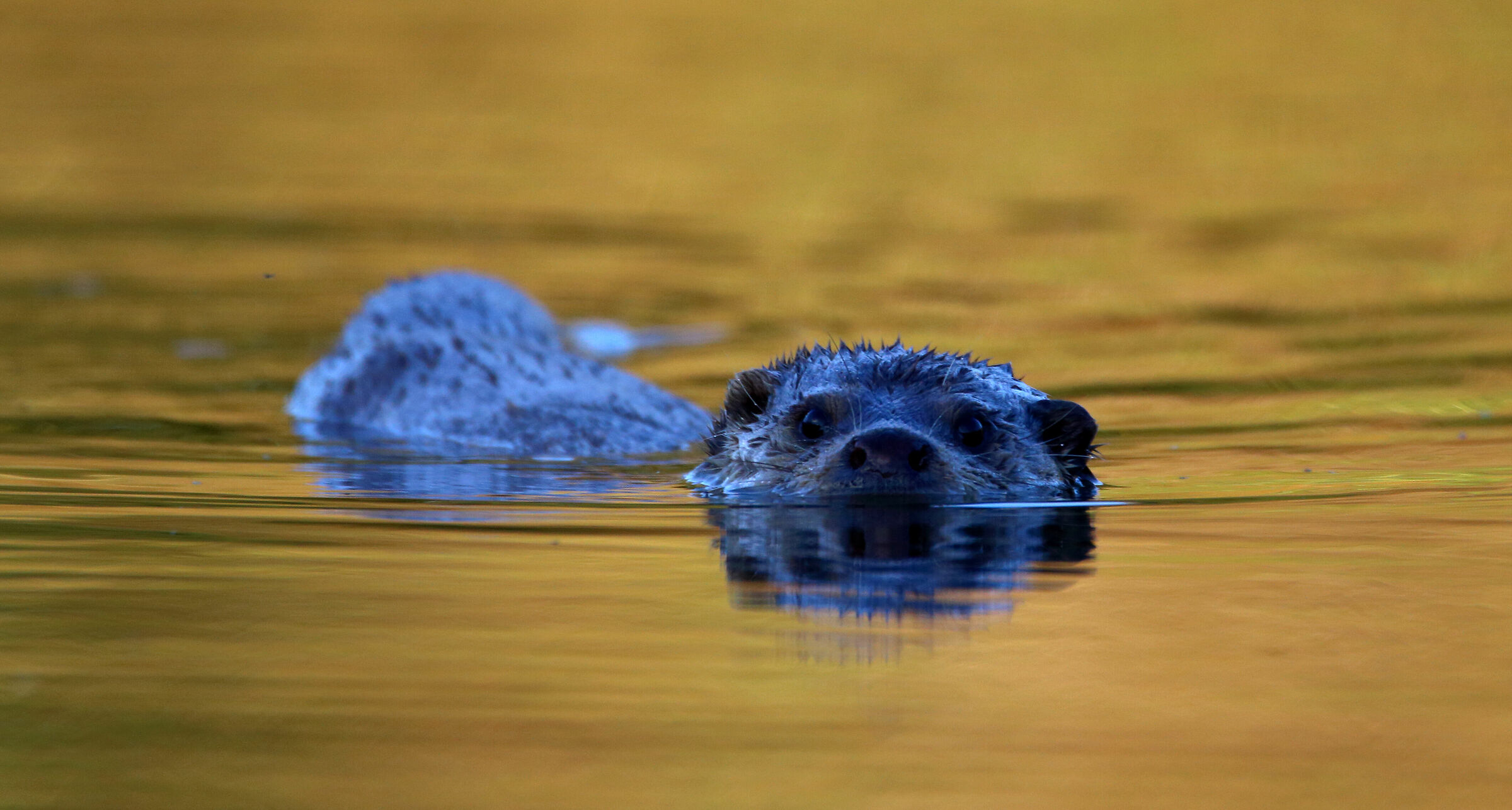Eurasian otter