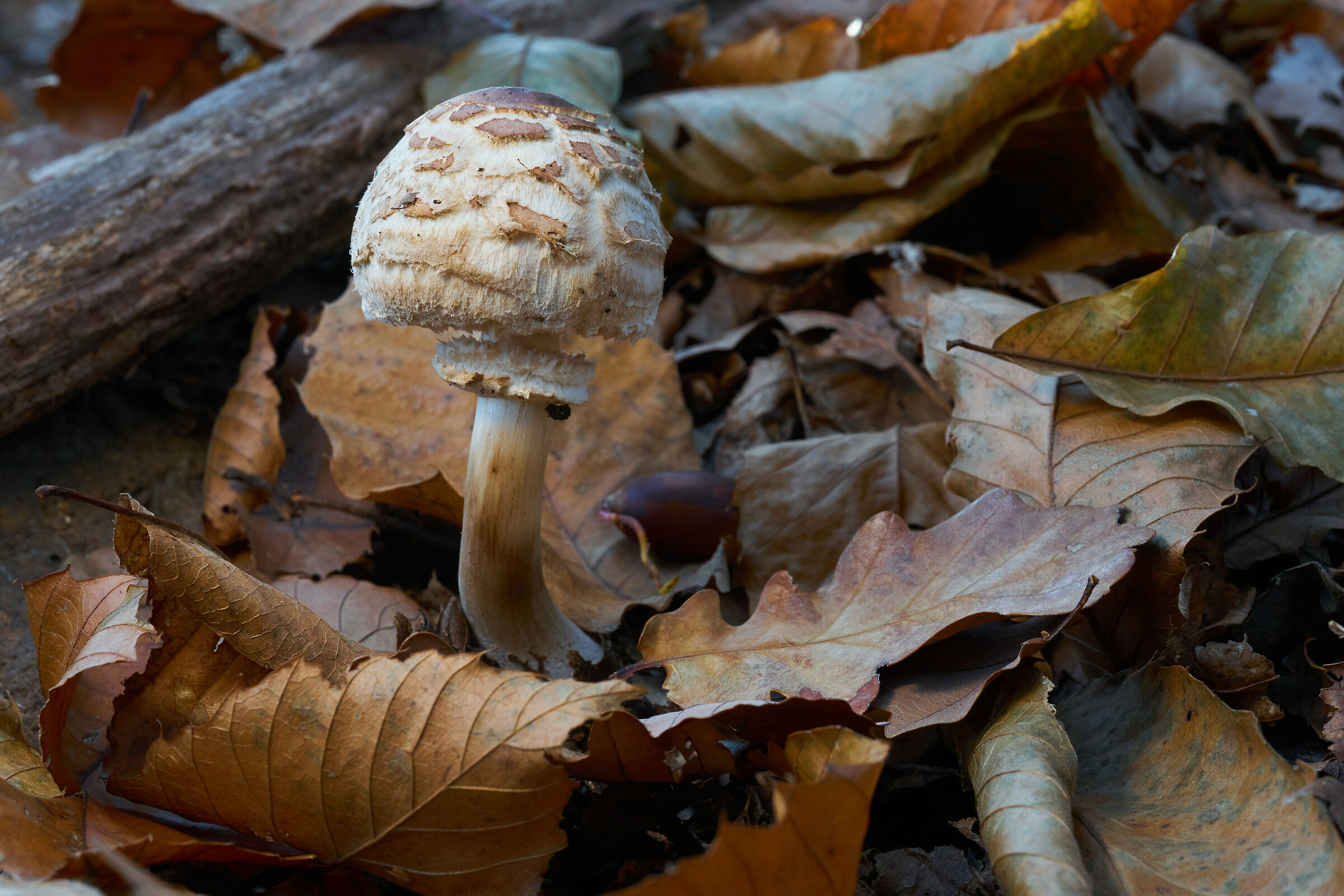 Lepiota rhacodes