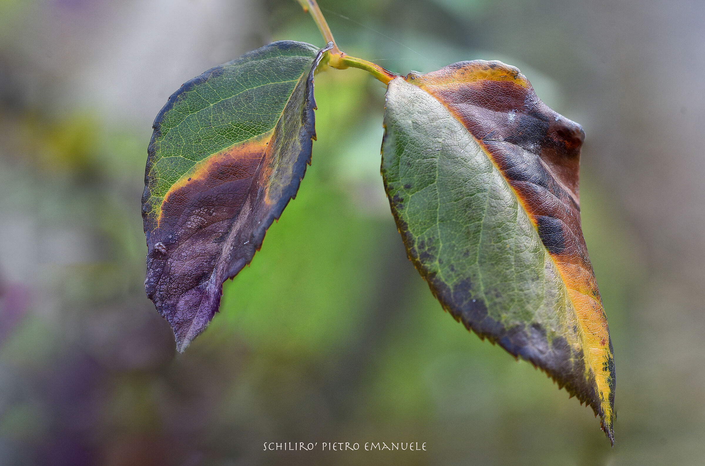 I carry with me the colors of the rainbow