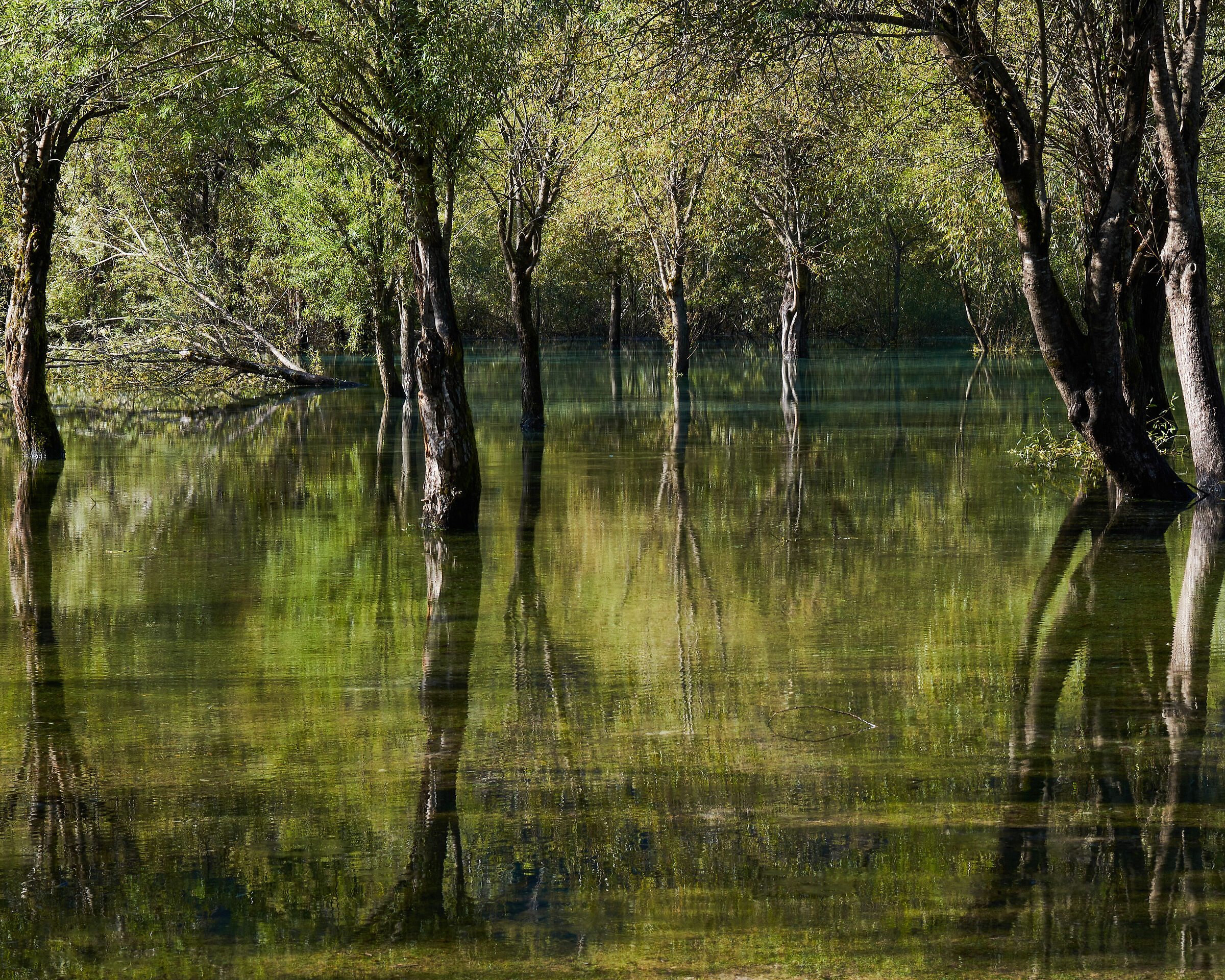 Reflections in the green lake