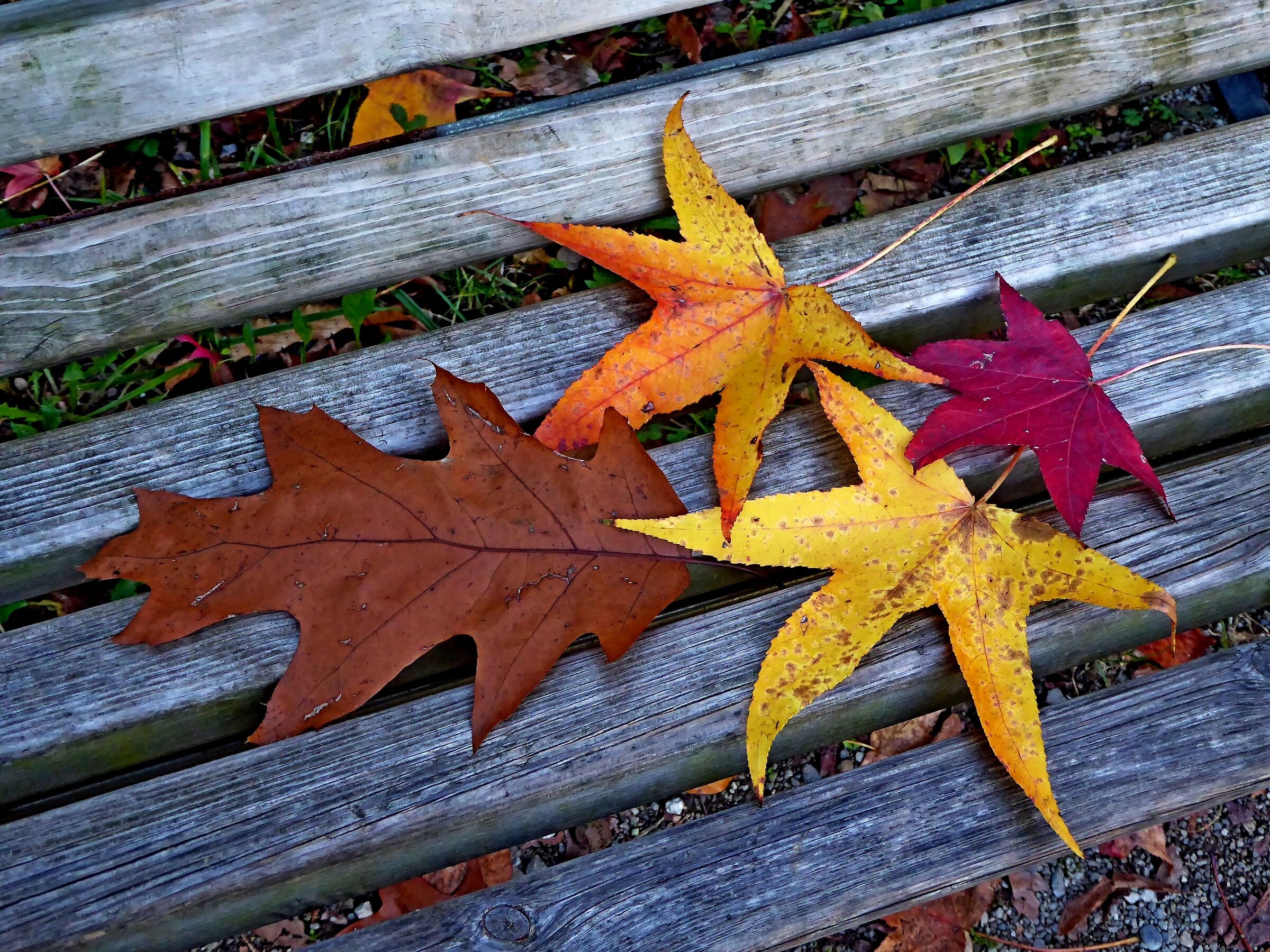 pantone at Lambro Park