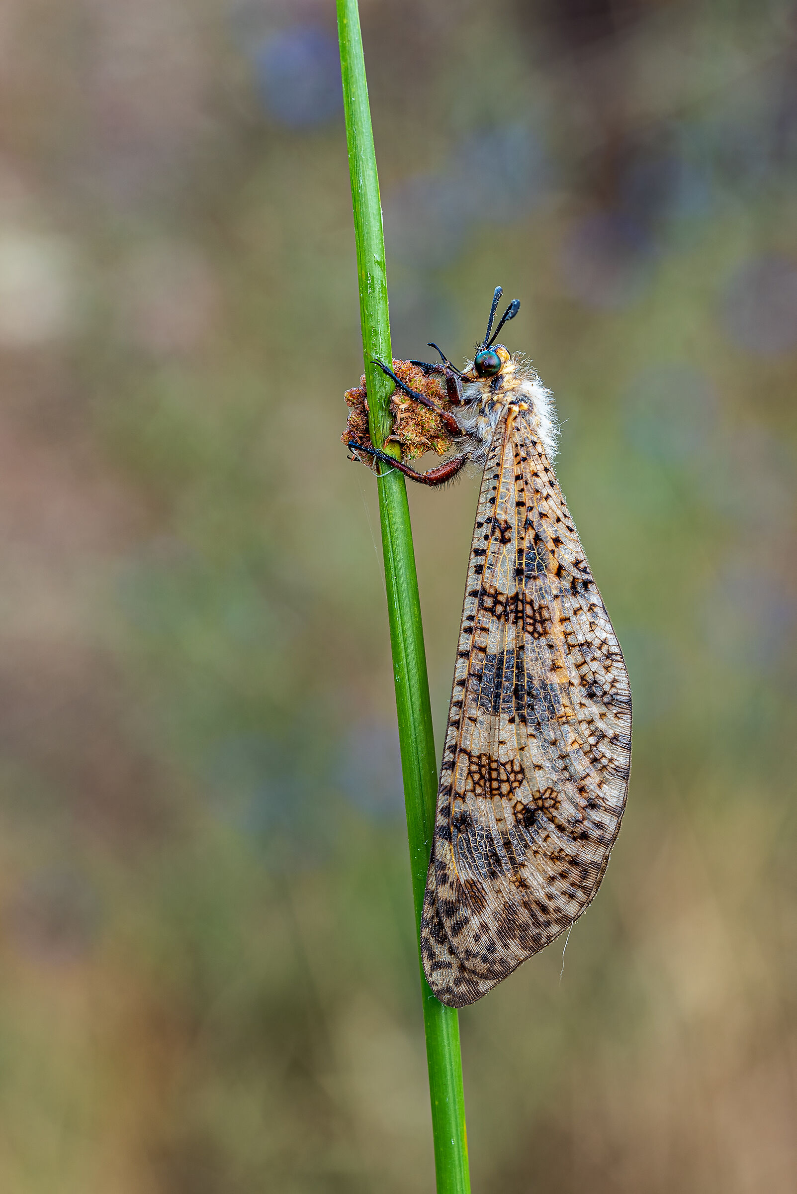 Palpares libelluloides