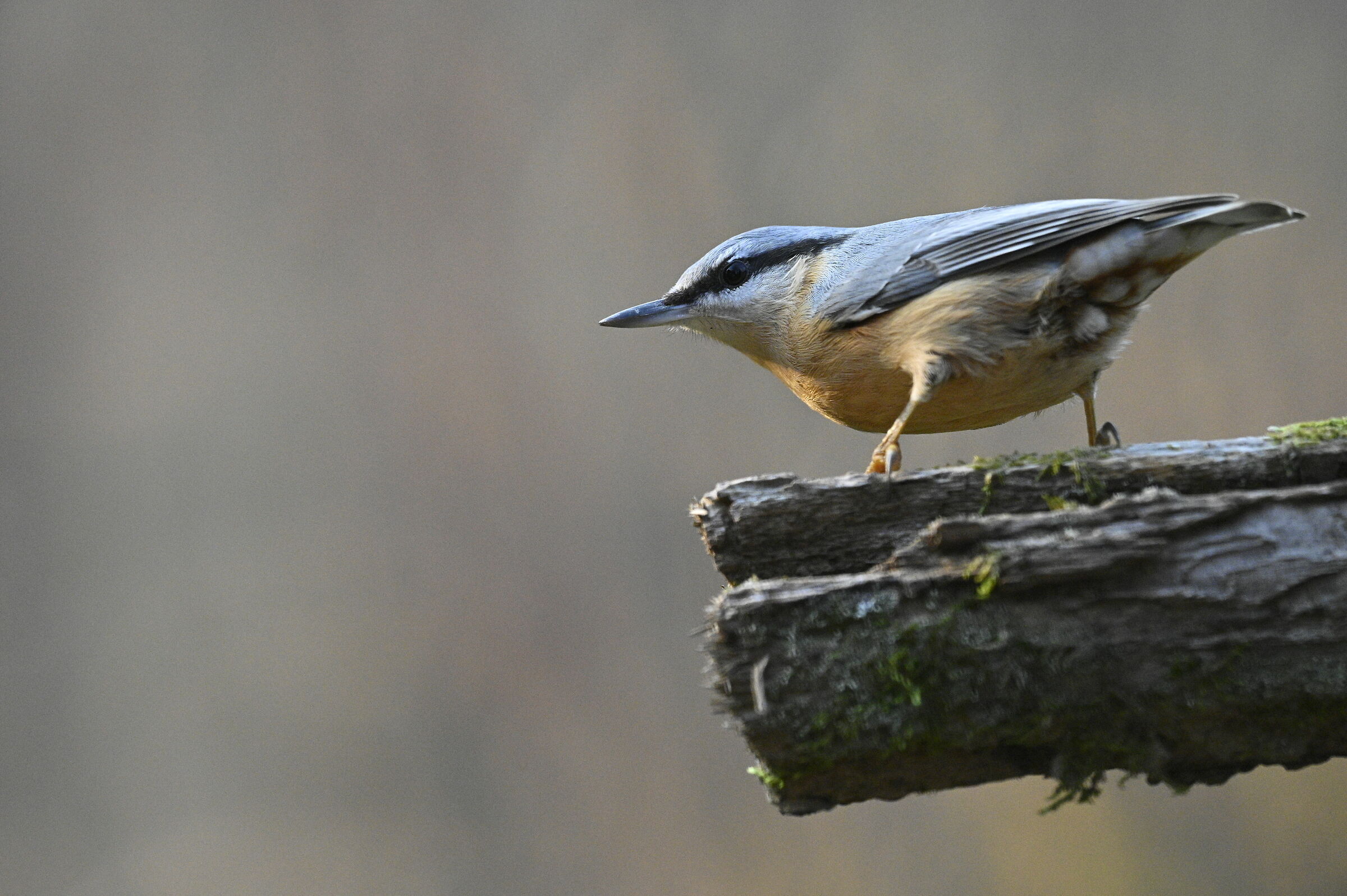 Prova Z6 II - 12500 ISO