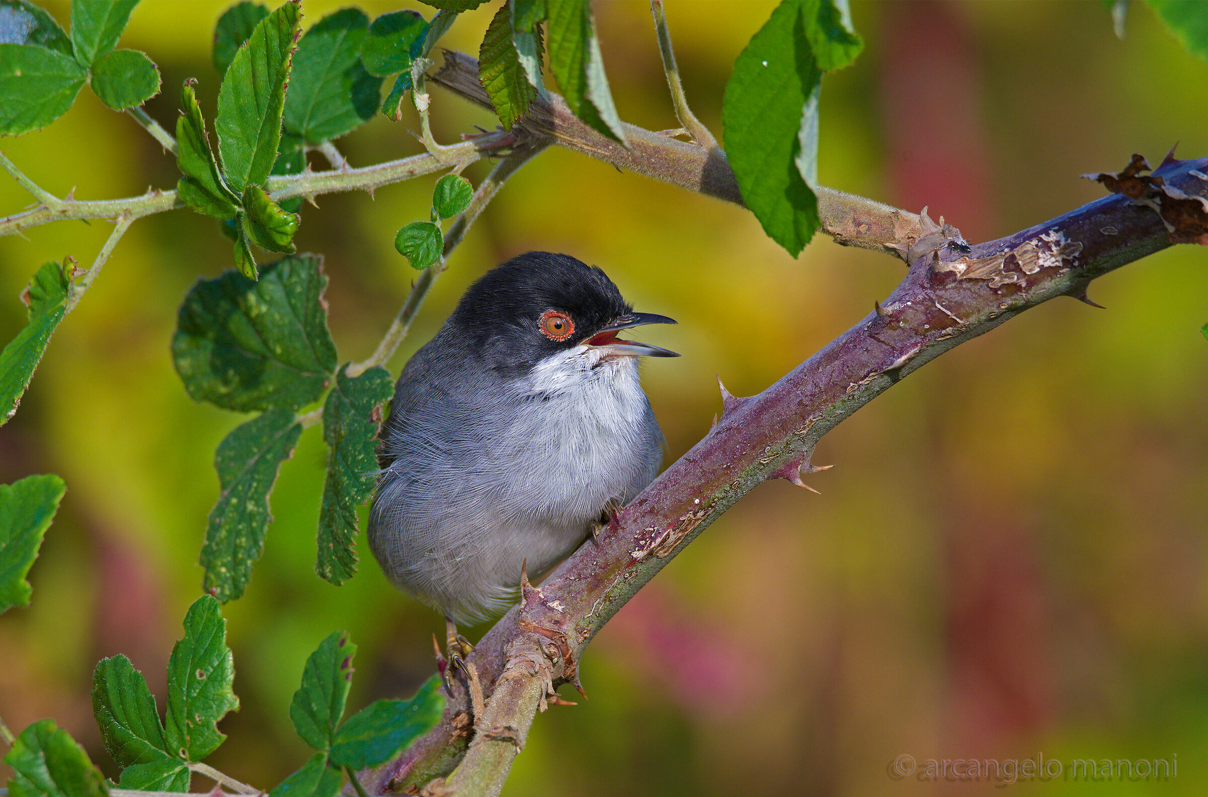 Not everyone is a nightingale: The wink tries....