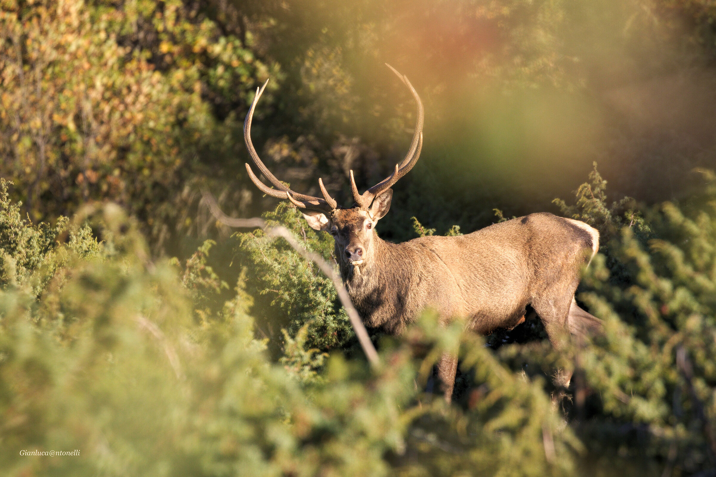 Deer