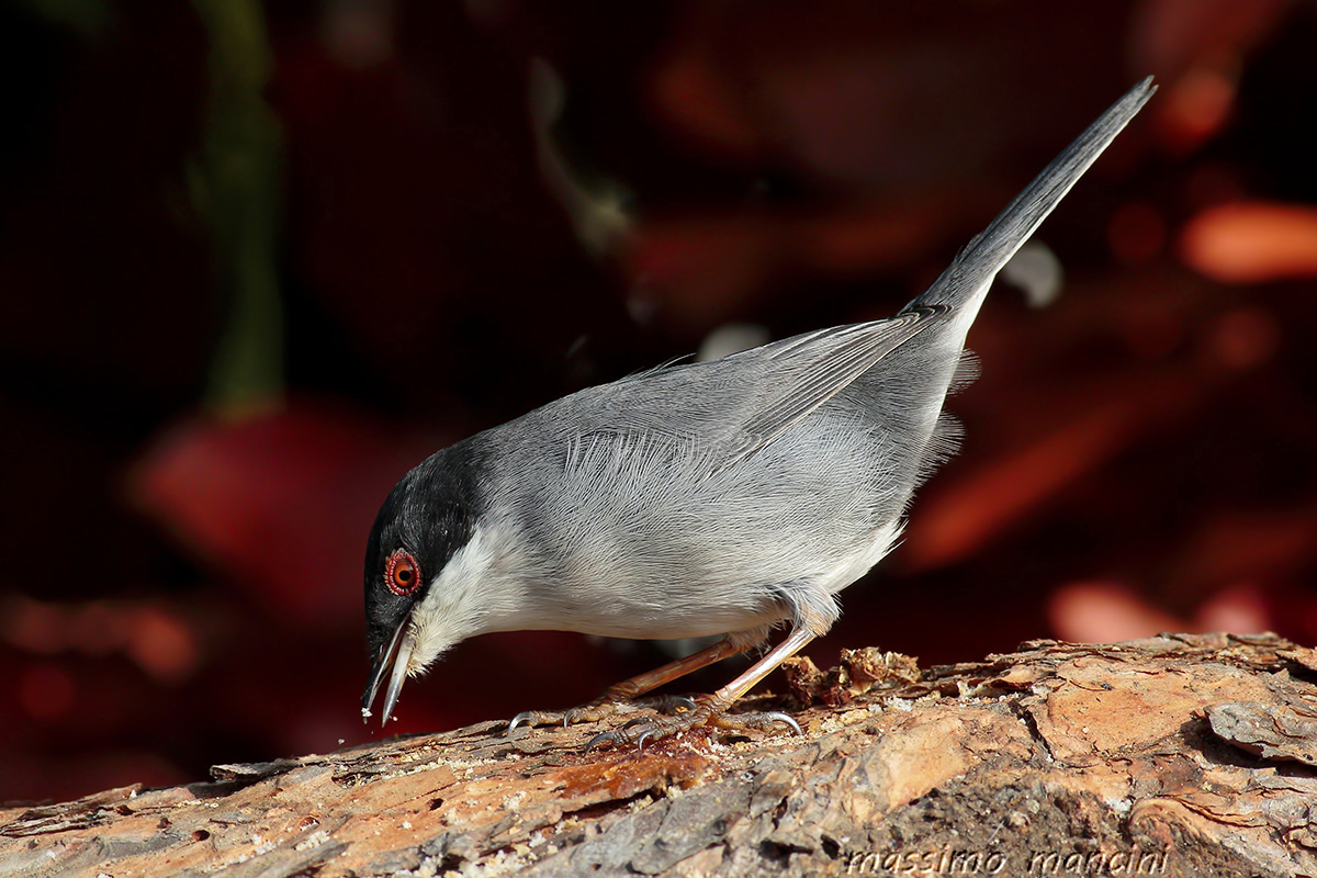 Occhiocotto M(Sylvia melanocephala)