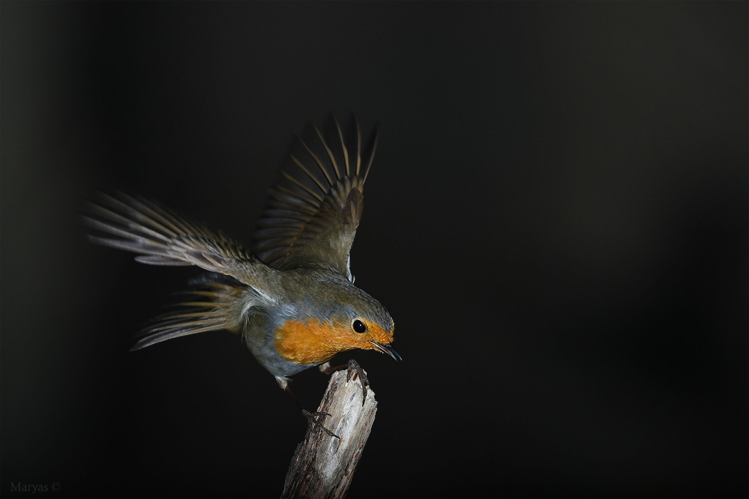 Arrivo in punta d'ali
