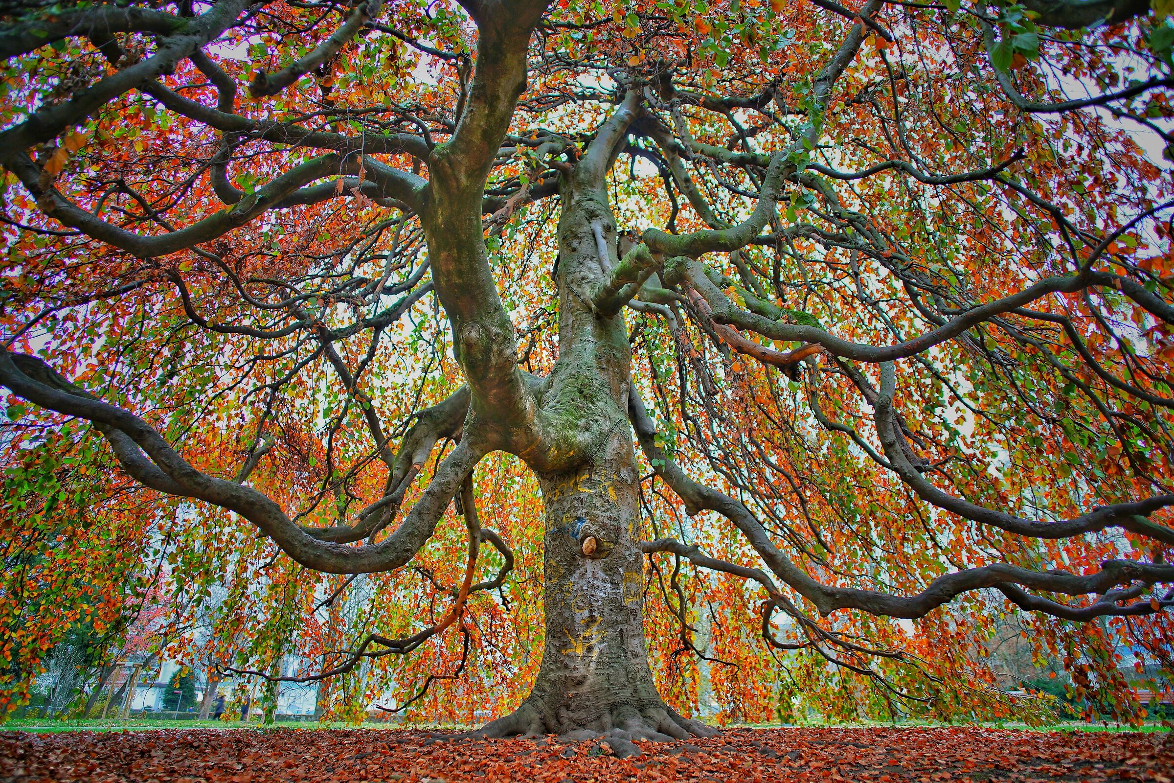 Under the Colored Tree