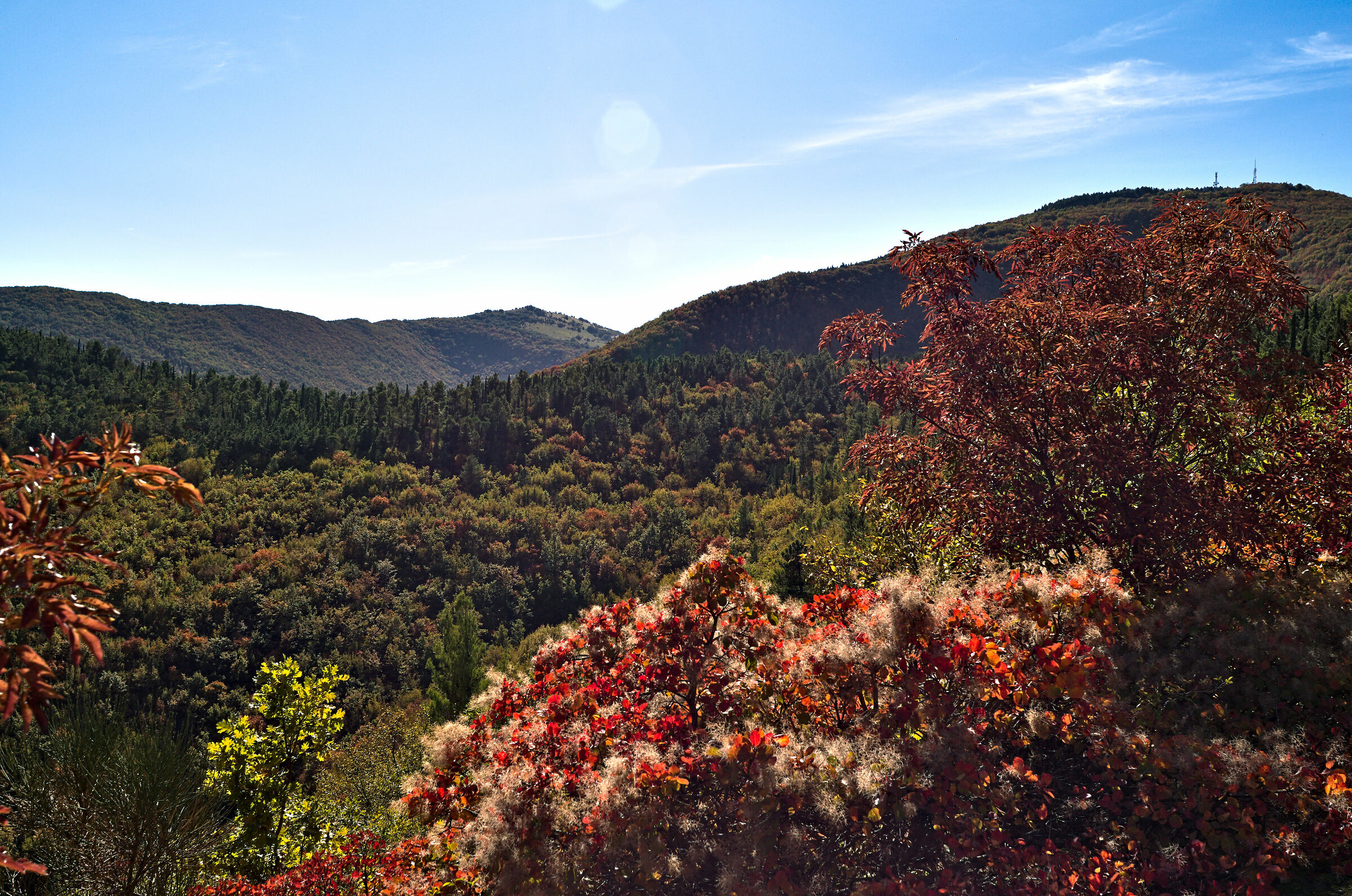 Colors of autumn