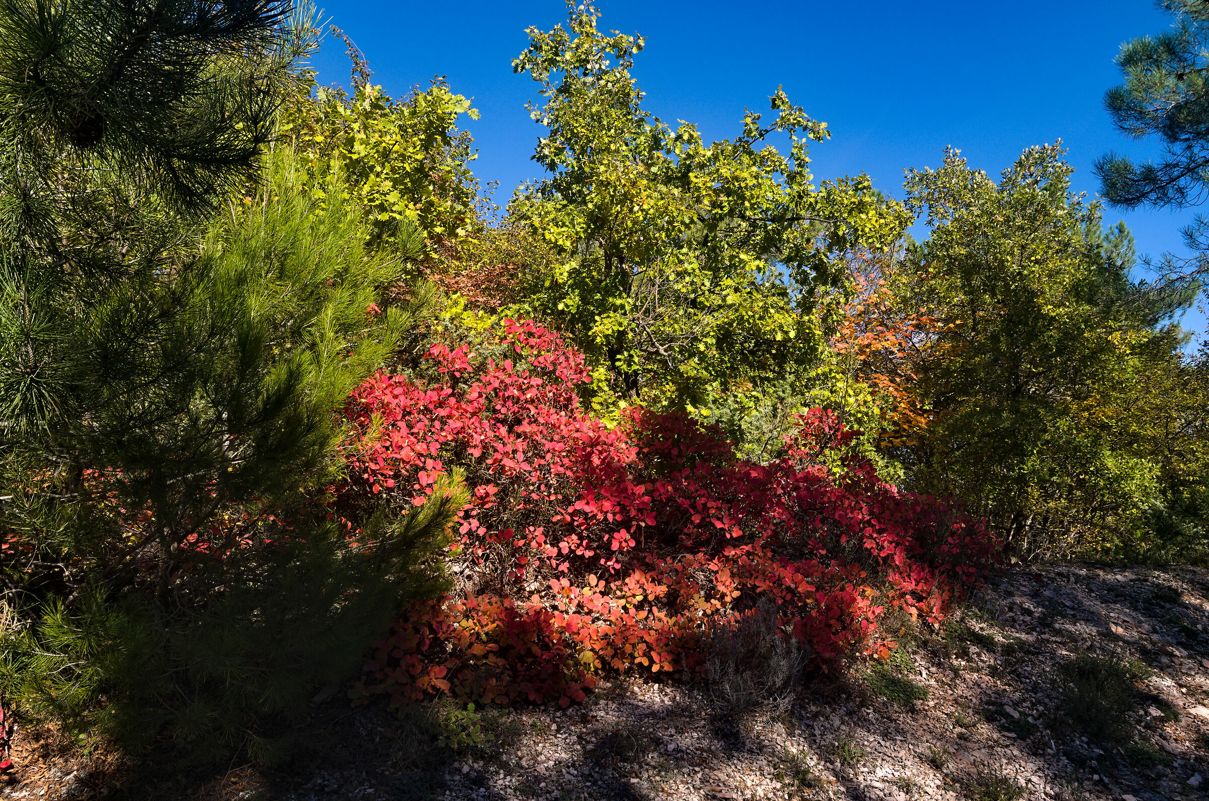 Autumn Scotano colour trail