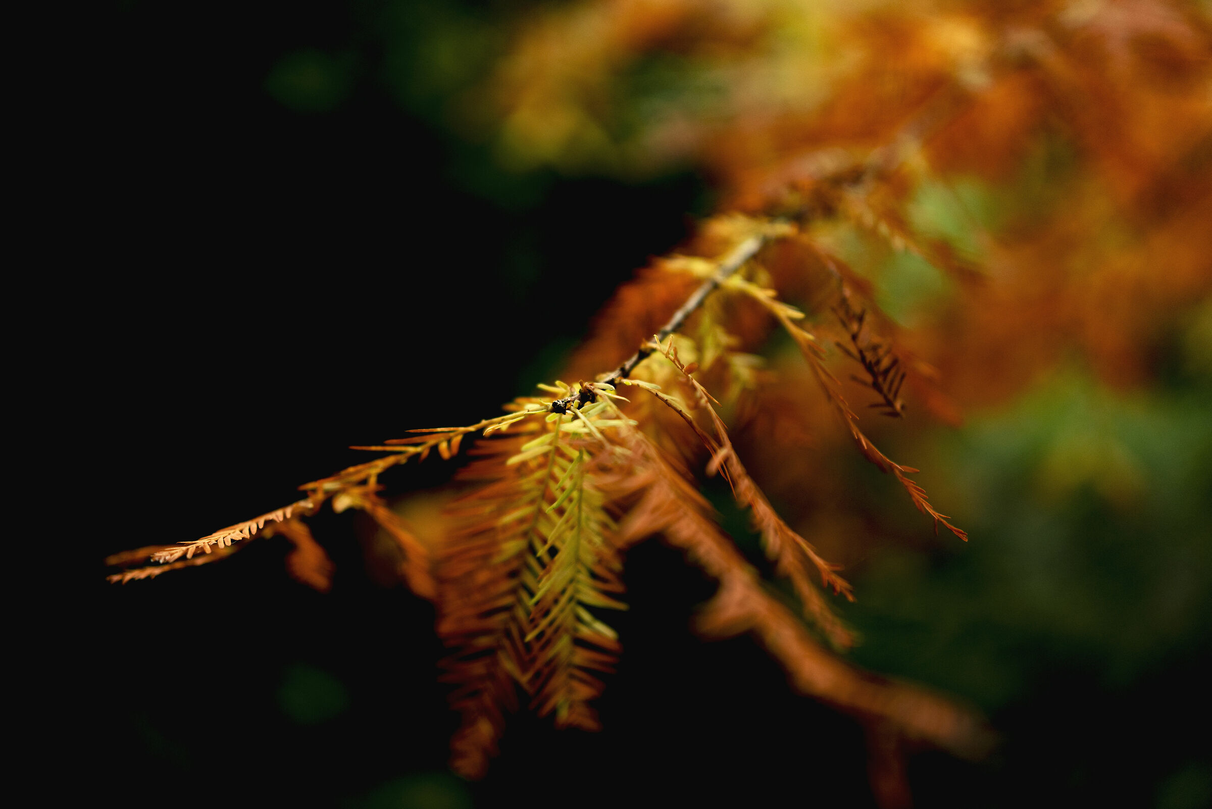 Ome Coniferous Park (BS)