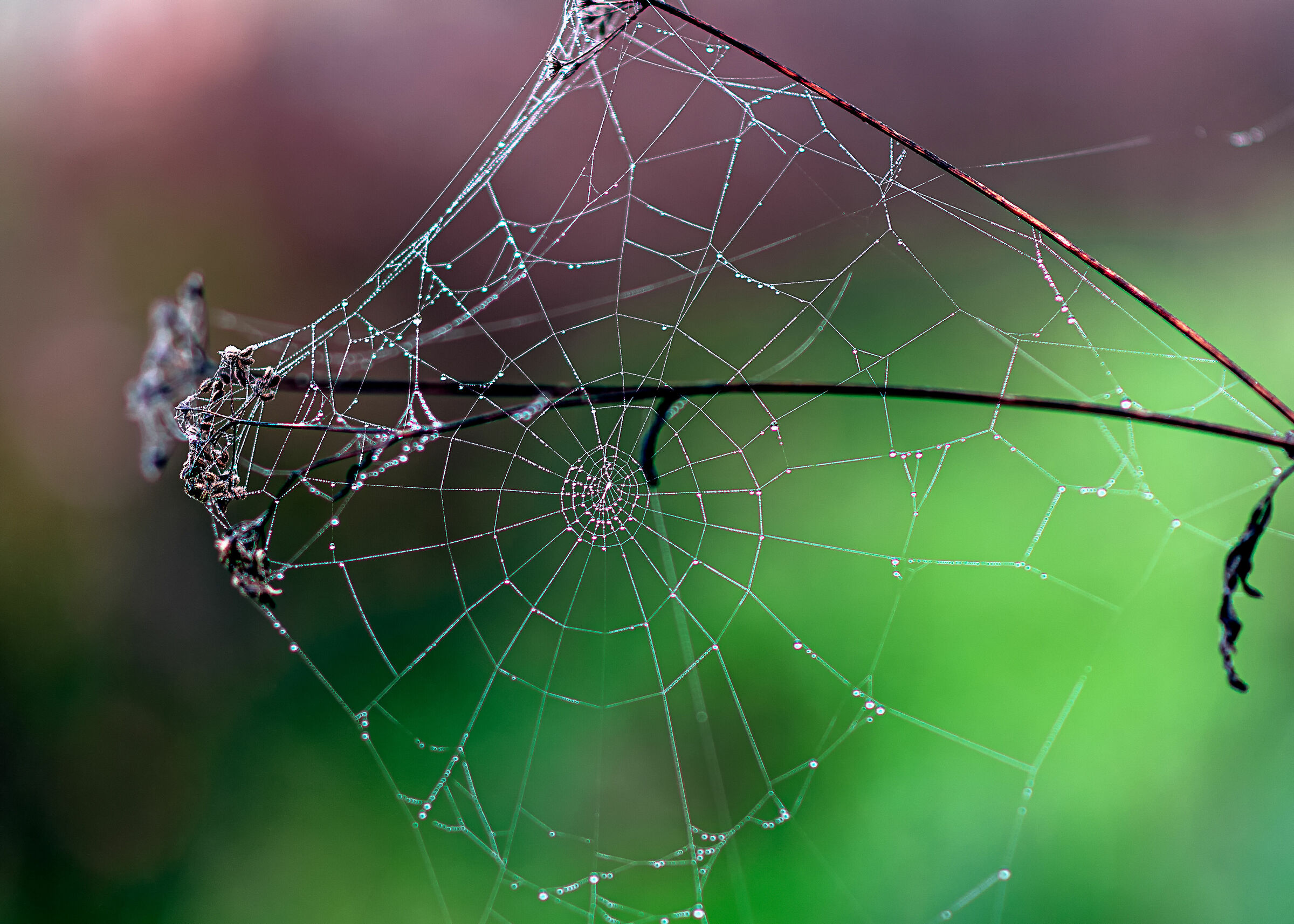 clausura 2 ragnatela verso bosco