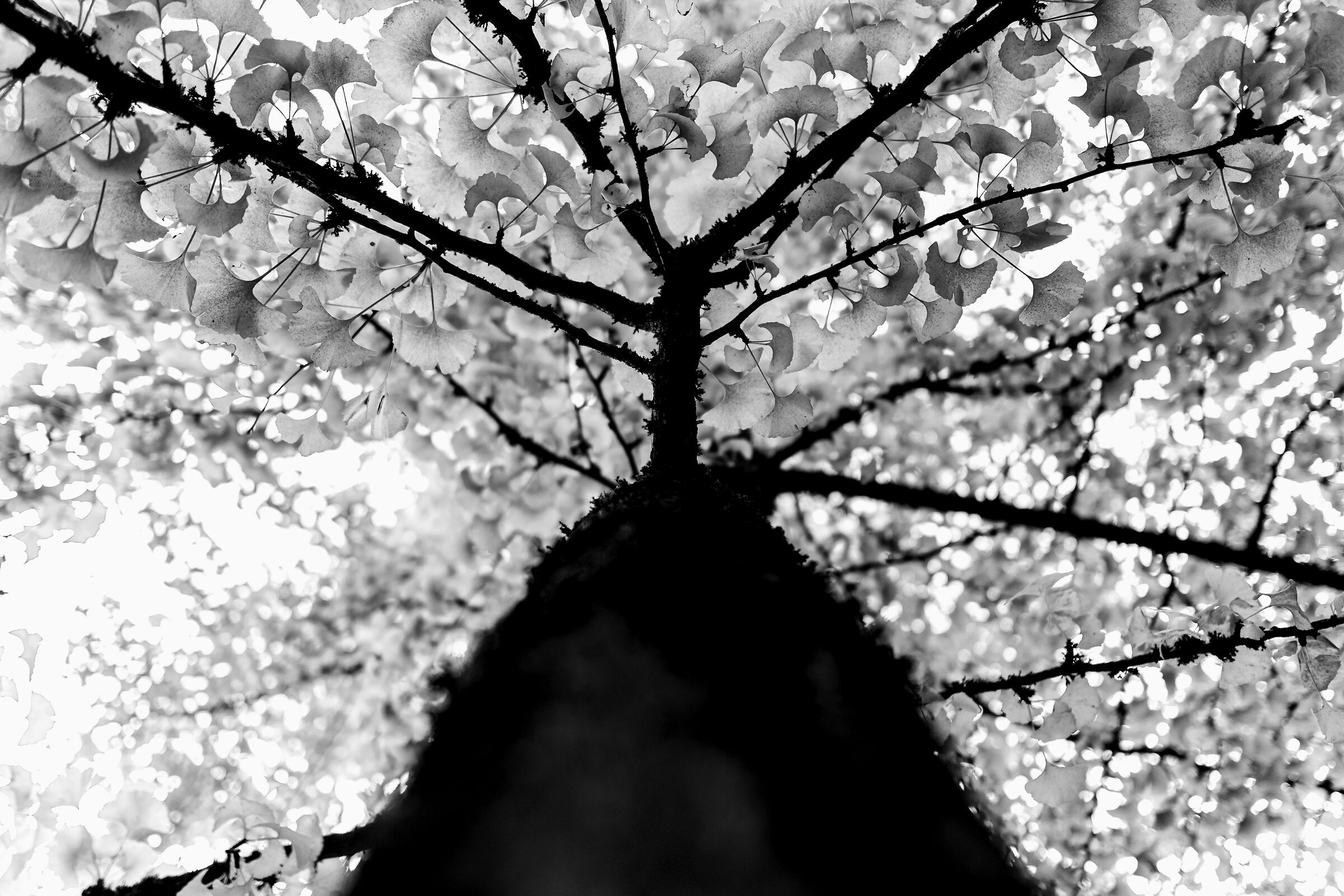 Ome Coniferous Park (BS) 2