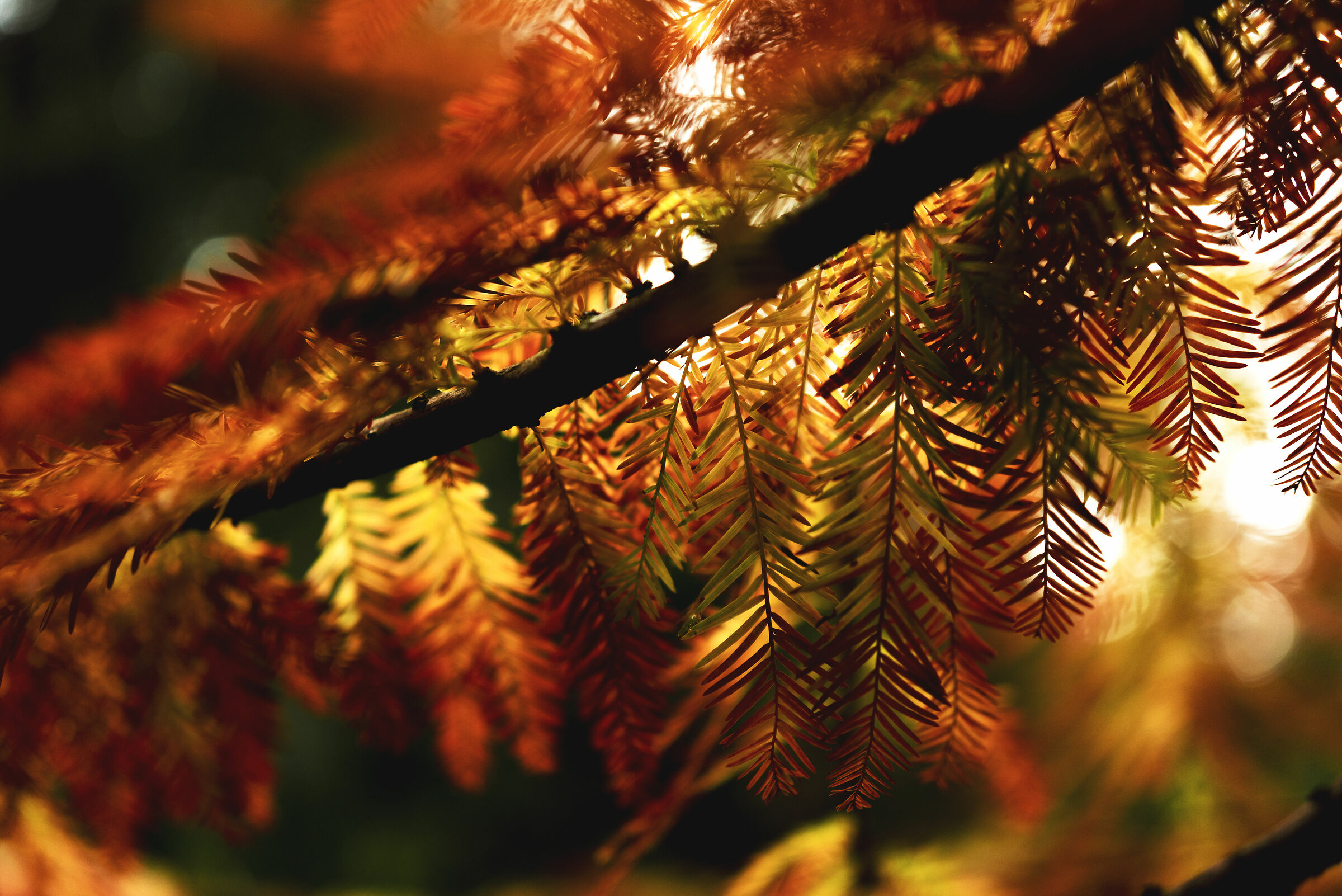 Ome Coniferous Park (BS) 3