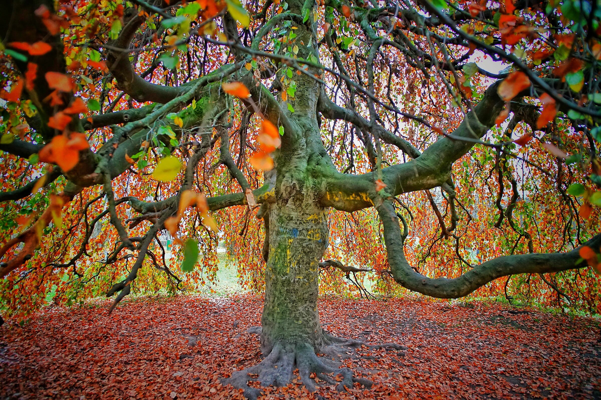 Under the Colored Tree 2