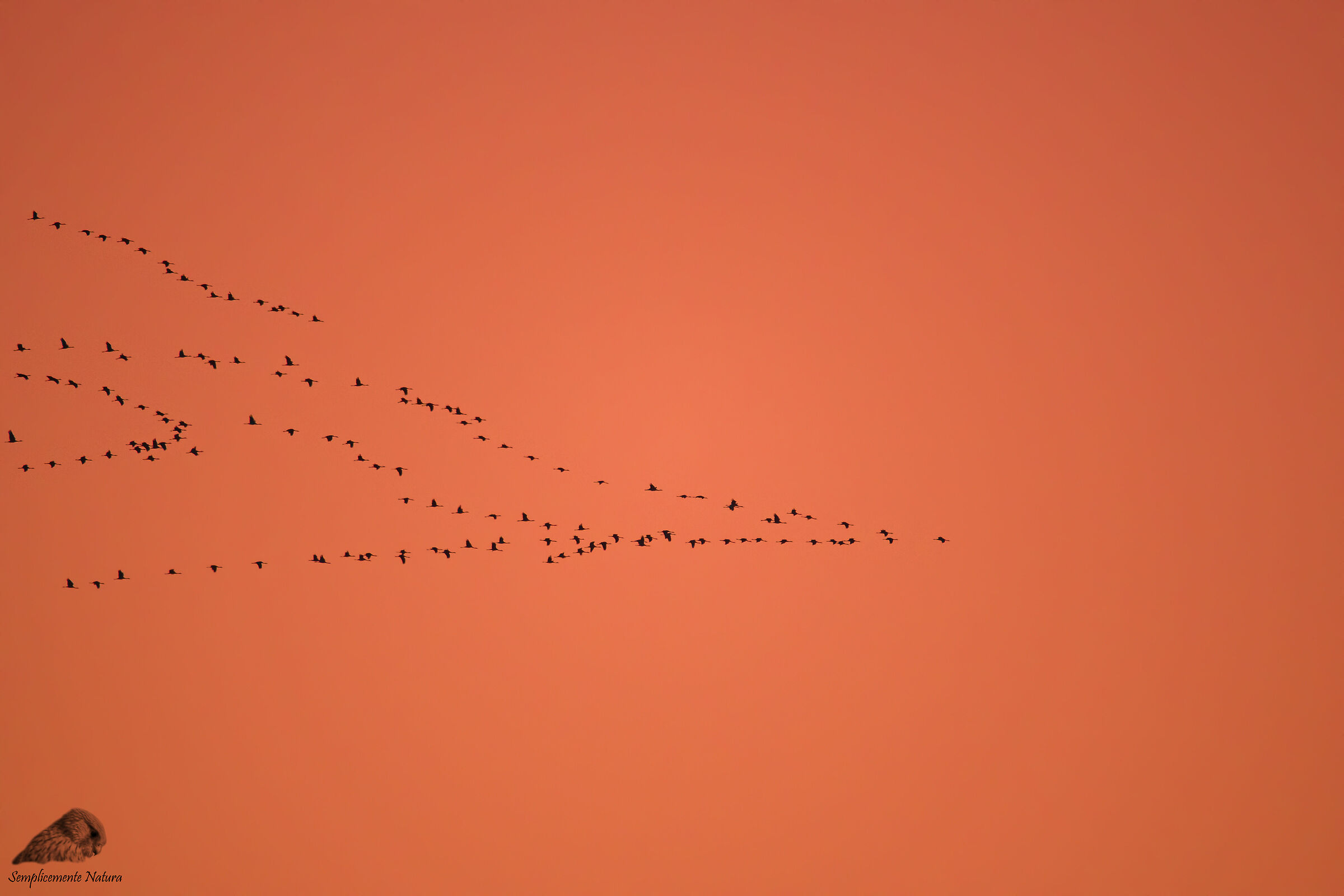 Cenerina Crane (Grus grus)