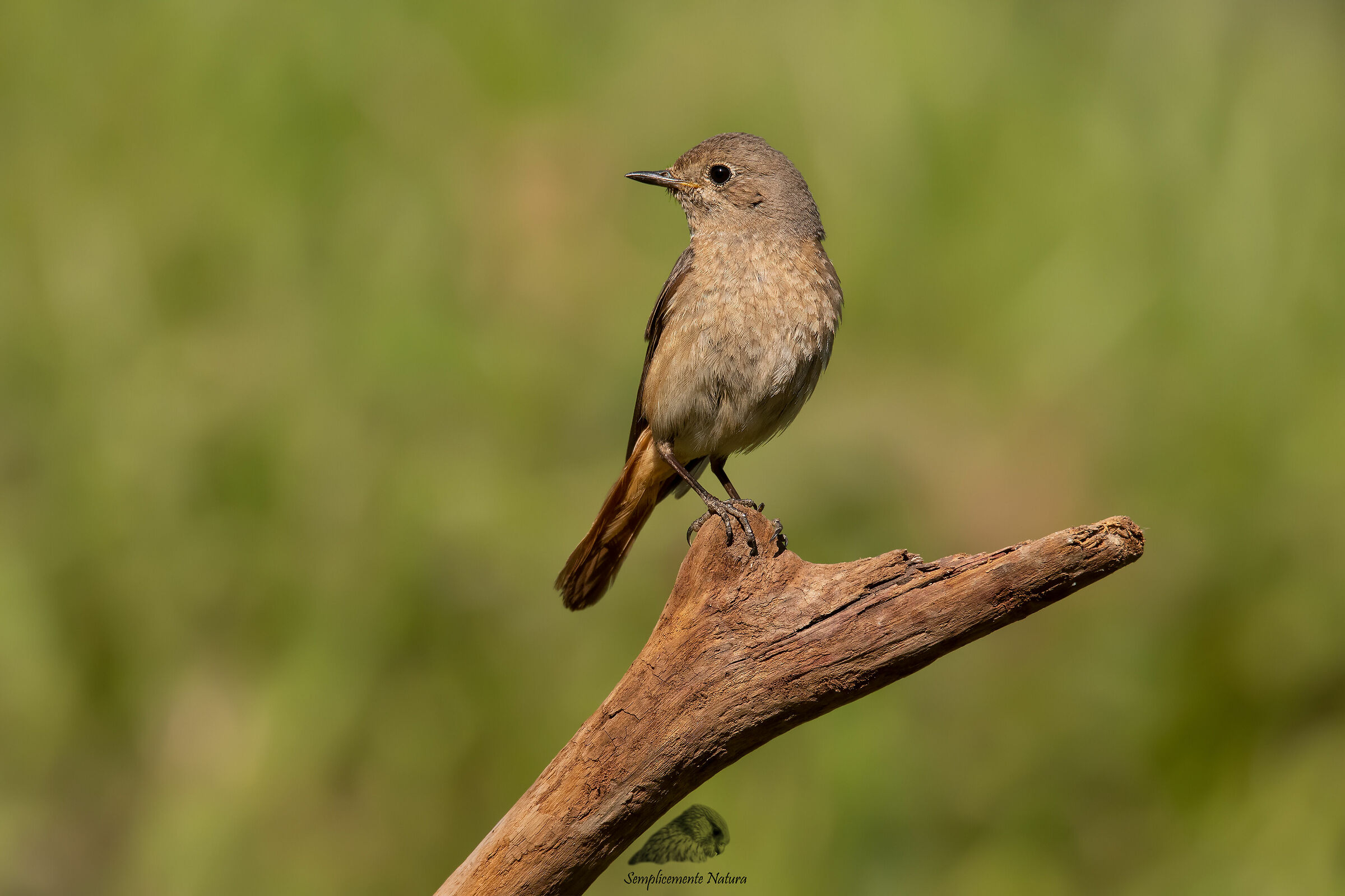 Codirosso juv. (Phoenicurus phoenicurus)