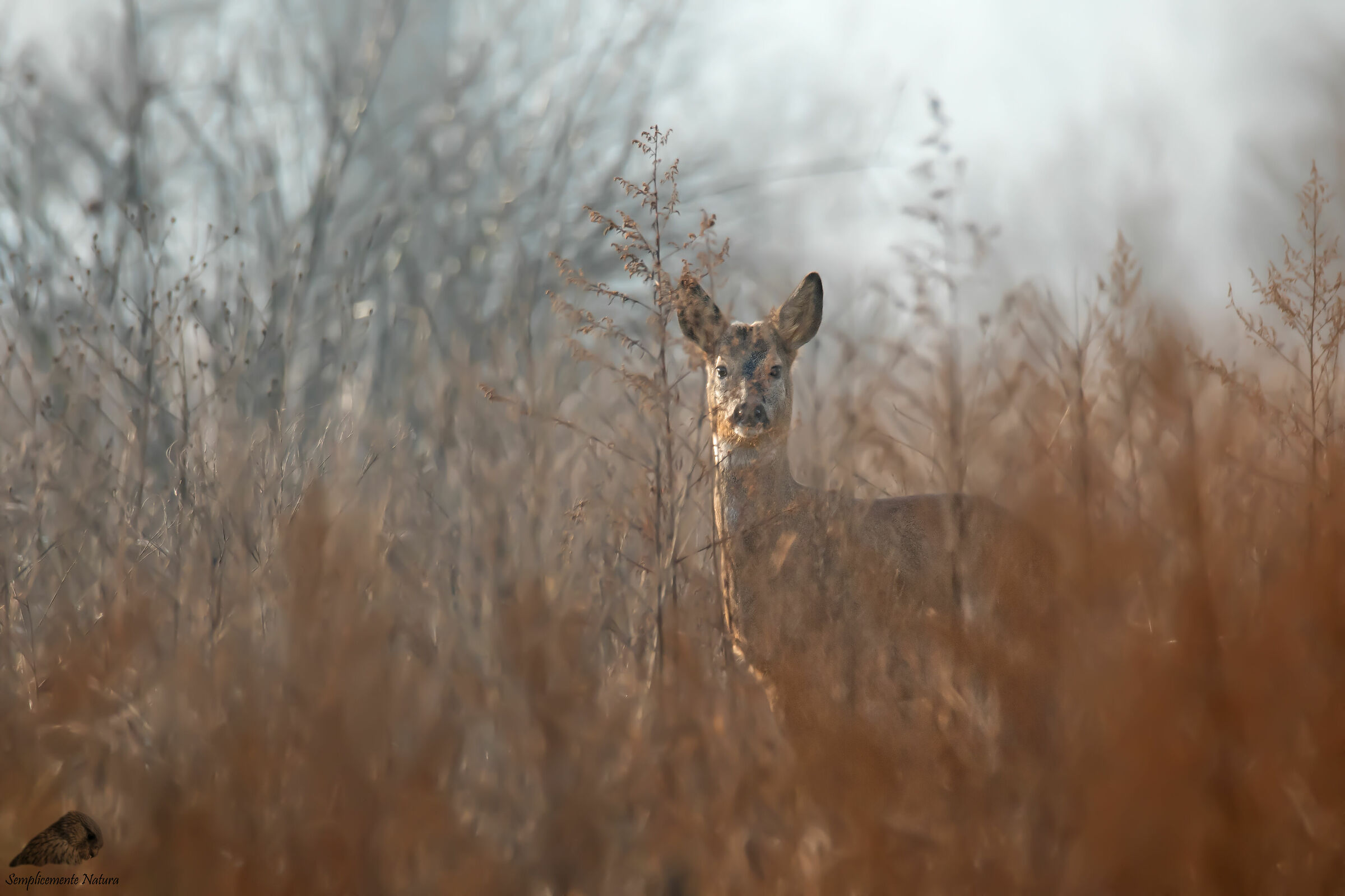 Roe deer (Capreolus capreolus)