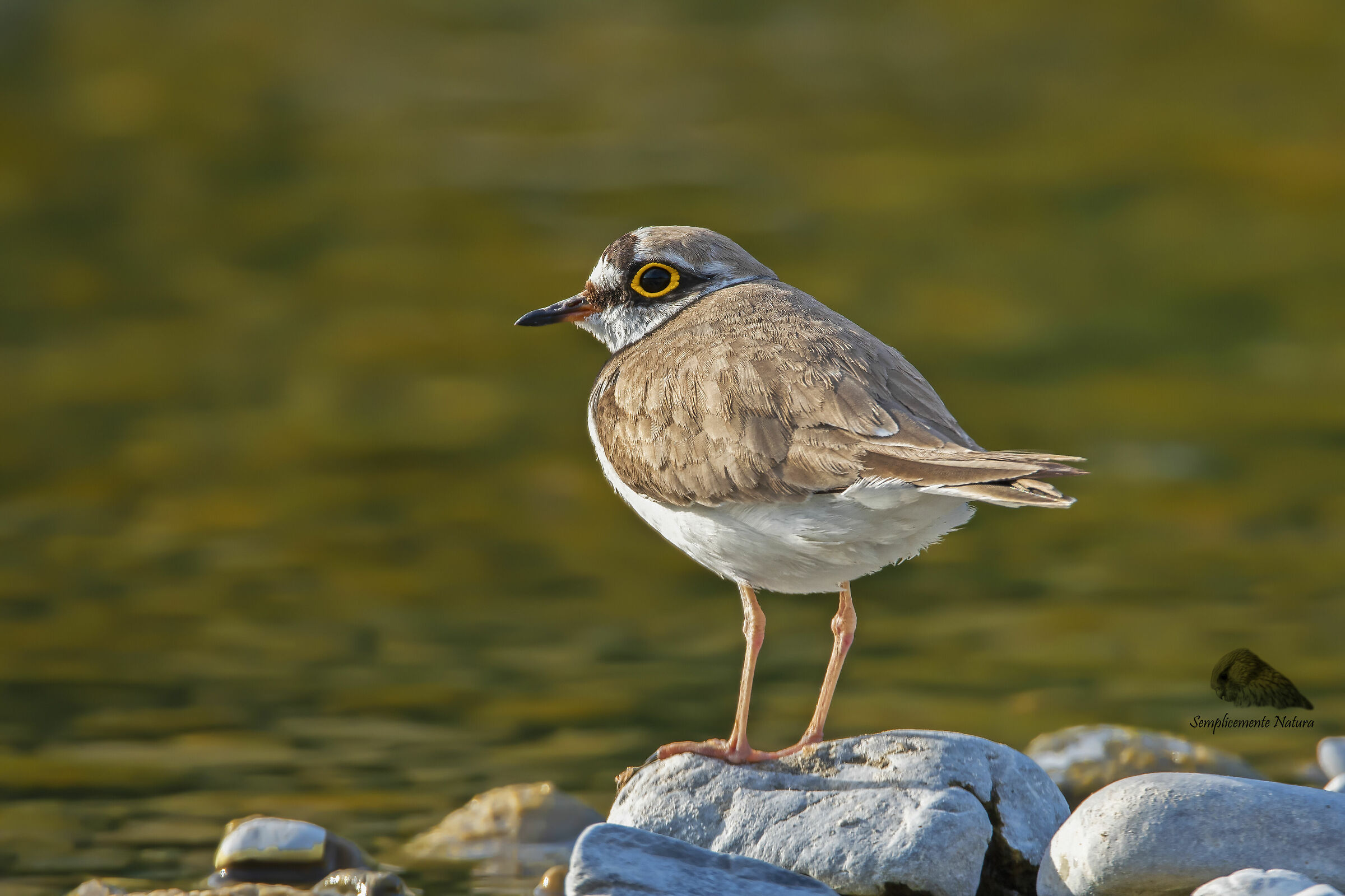 Small Courier (Charadrius dubius)