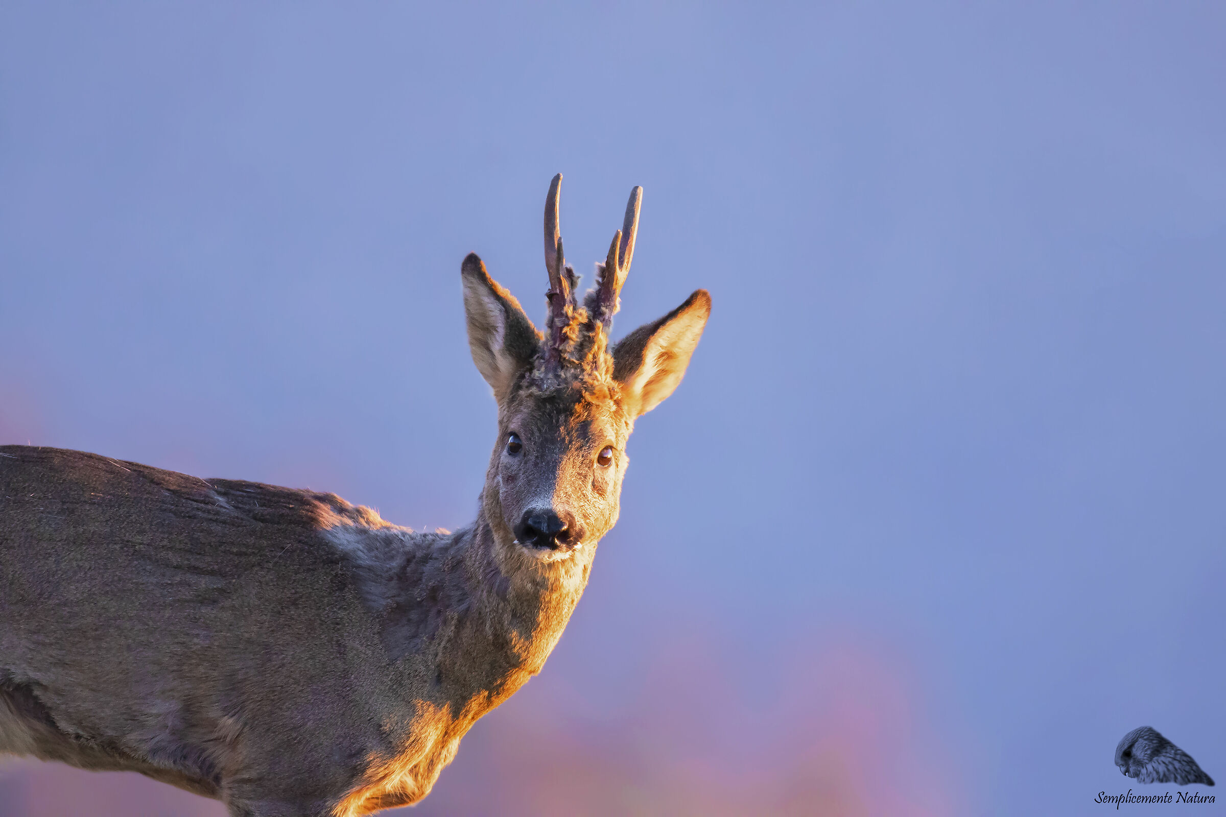 Roe deer (Capreolus capreolus)